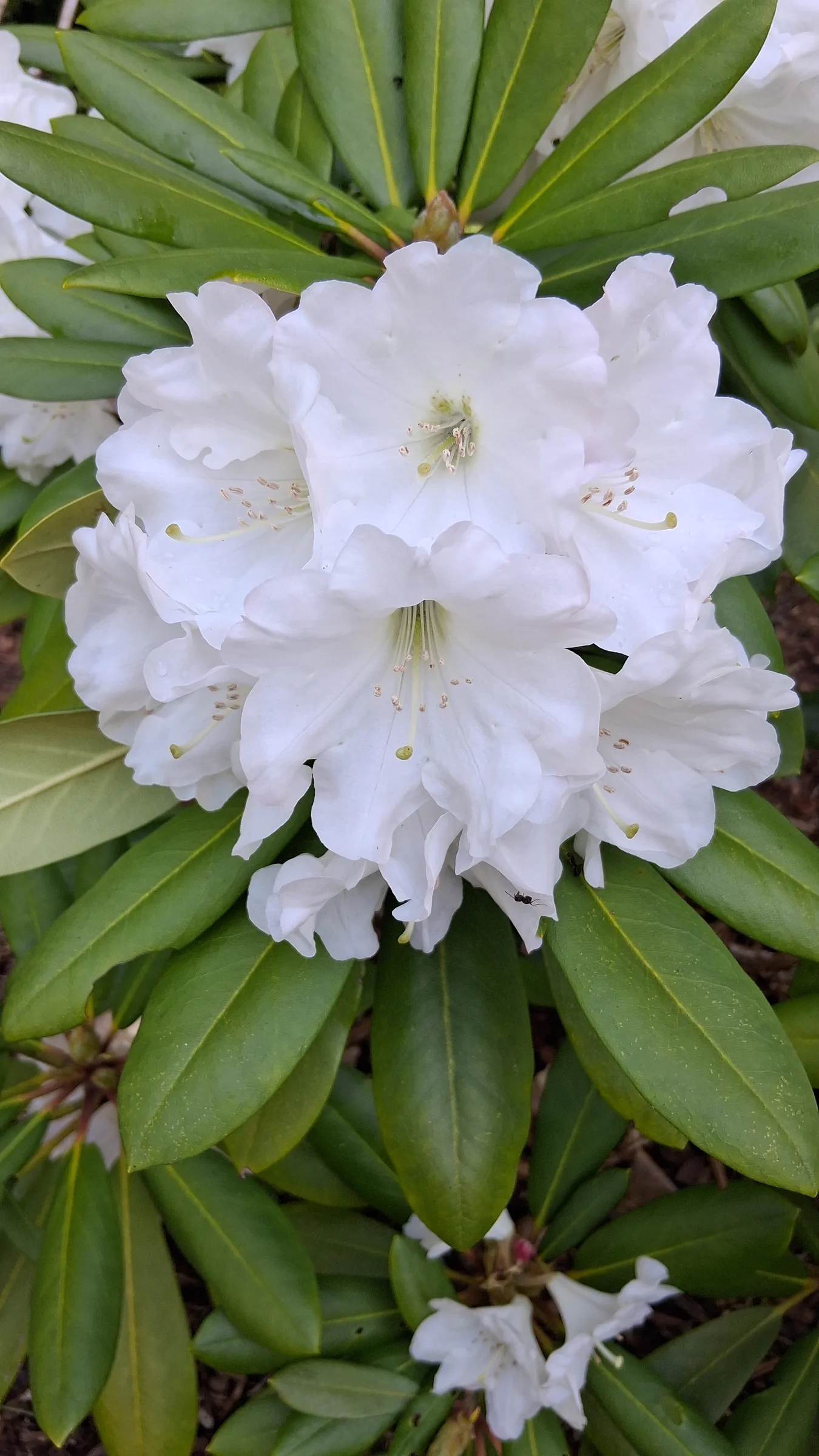 R. 'Nestucca' photo of R. 'Nestucca'. R. 'Nestucca' flowers.. Location: Private Garden Enumclaw, WA, USA. Photo by: Thatrhodylady