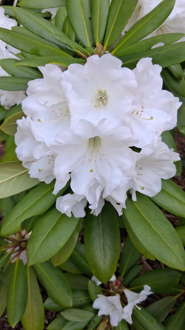 Photo of R. 'Nestucca', Rhododendron Hybrid