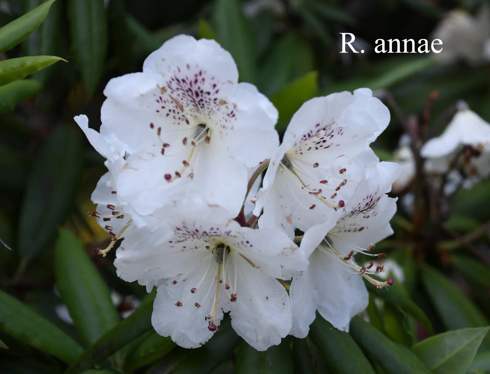 R. annae ssp annae photo of R. annae ssp annae. Collection Number: PW-85. Location: Fearing's Farm Nursery, Abbotsford, BC, Canada. Photo by: Harold Fearing