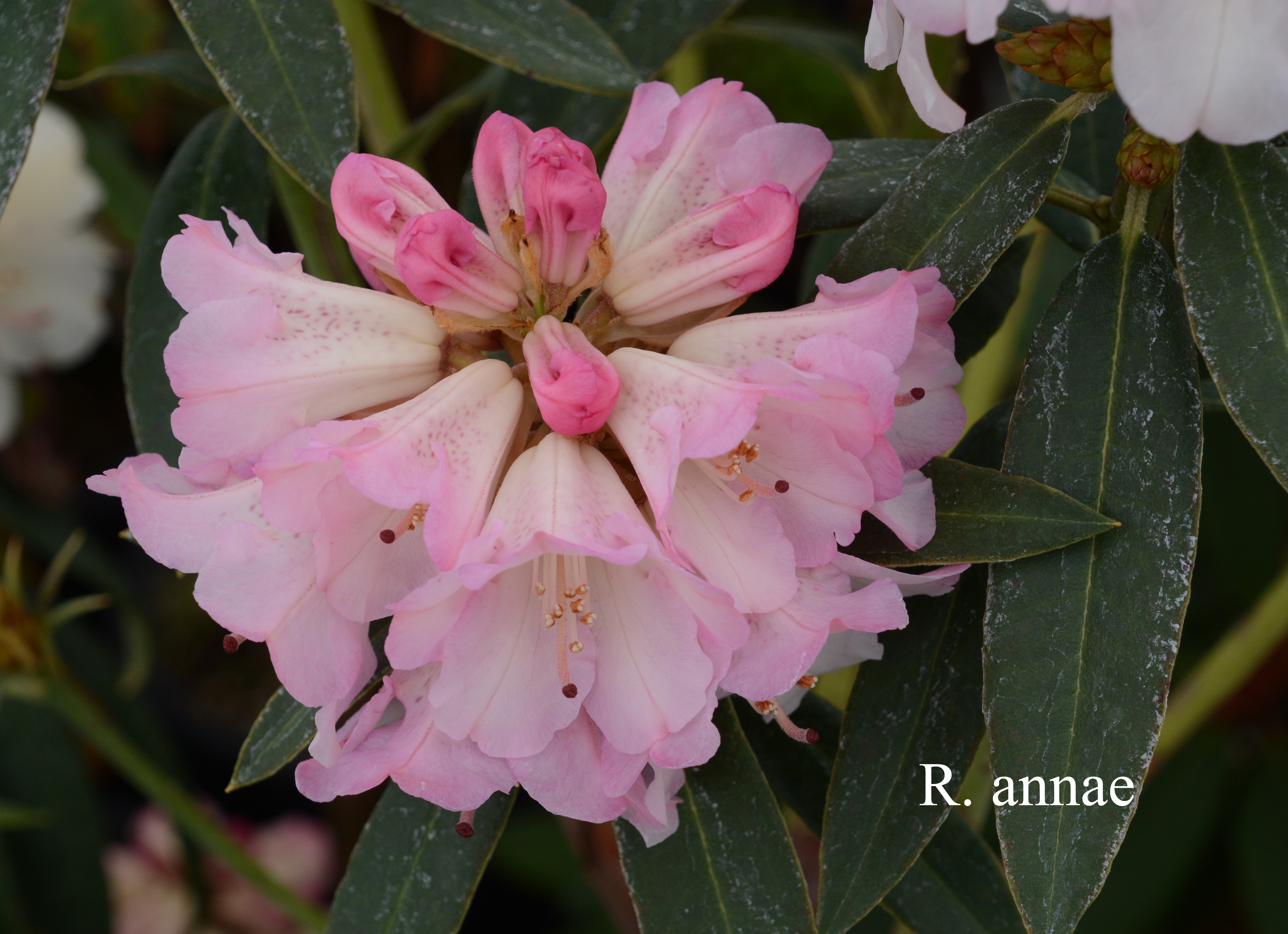 Rhododendron annae ssp annae photo