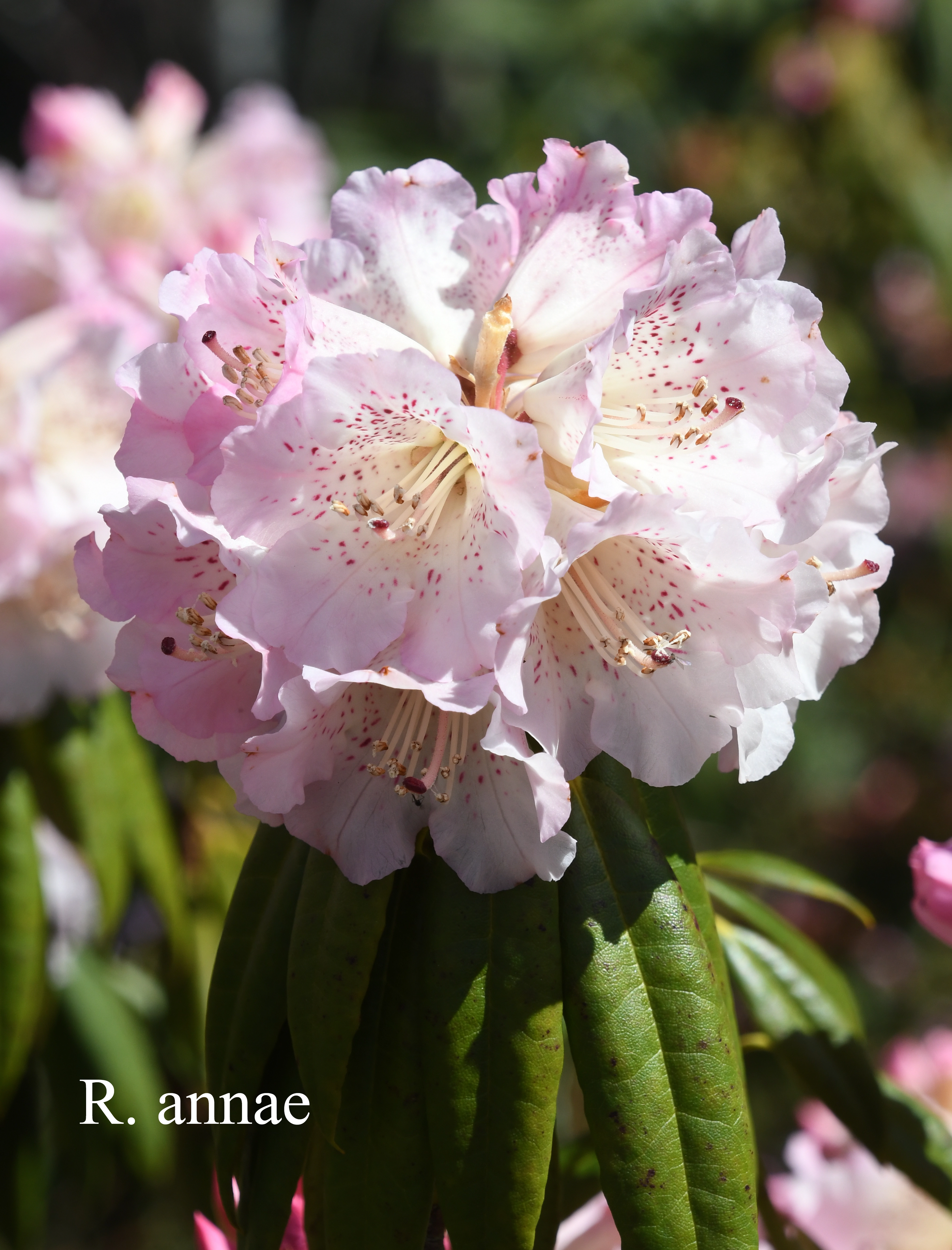 Rhododendron annae ssp annae photo
