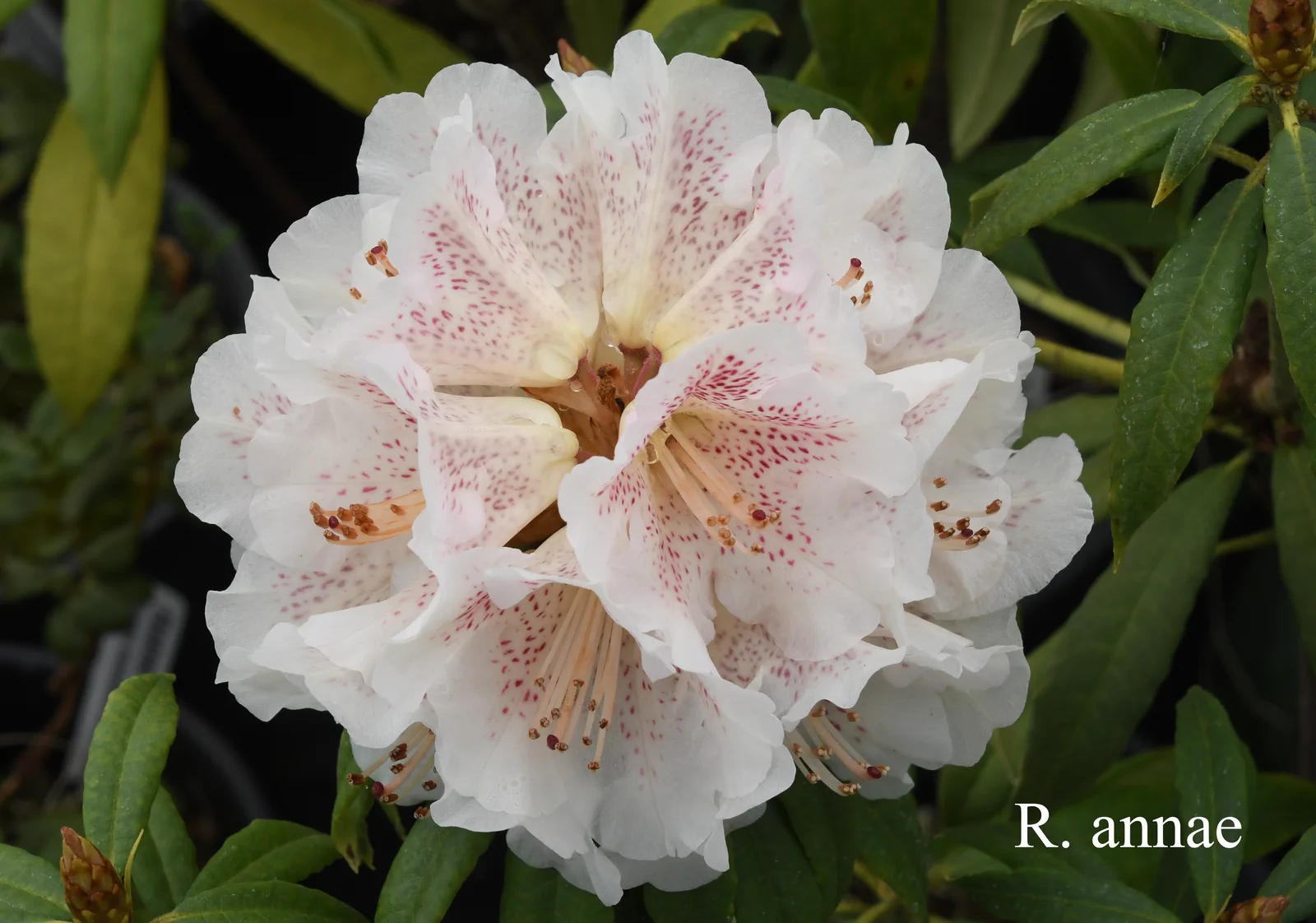R. annae ssp annae photo of R. annae ssp annae. RSF-80-2039. Location: Fearing's Farm Nursery, Abbotsford, BC, Canada. Photo by: Harold Fearing