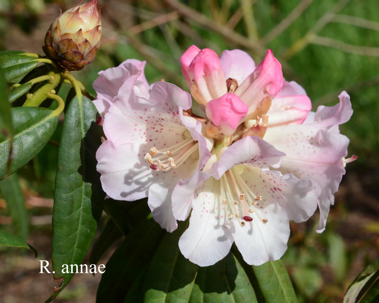 R. annae ssp annae photo of R. annae ssp annae. ?. Location: Fearing's Farm Nursery, Abbotsford, BC, Canada. Photo by: Harold Fearing