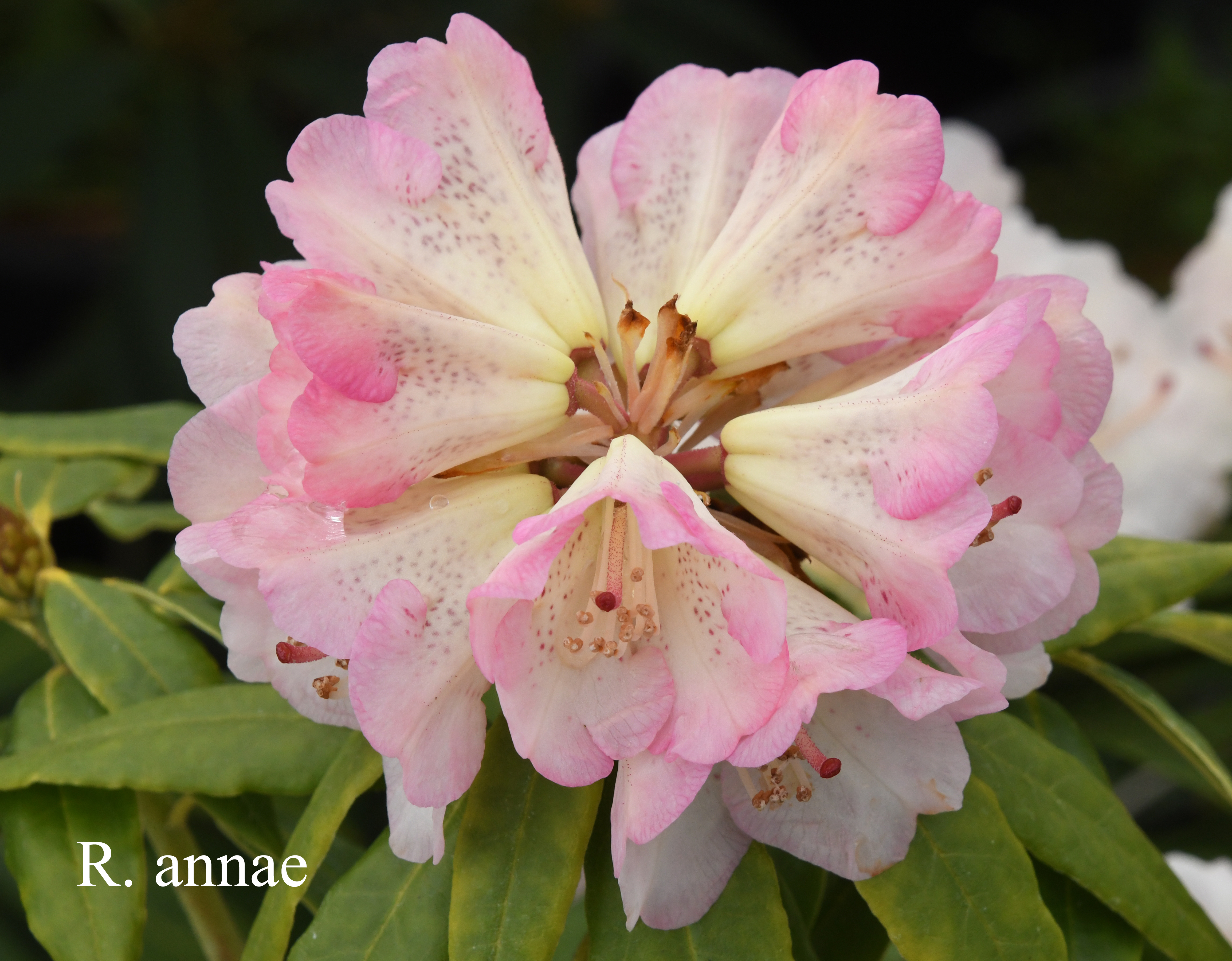 Rhododendron annae ssp annae photo