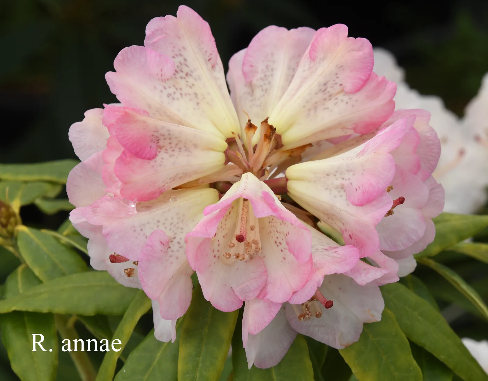 R. annae ssp annae photo of R. annae ssp annae. RSF-80-2039. Location: Fearing's Farm Nursery, Abbotsford, BC, Canada. Photo by: Harold Fearing