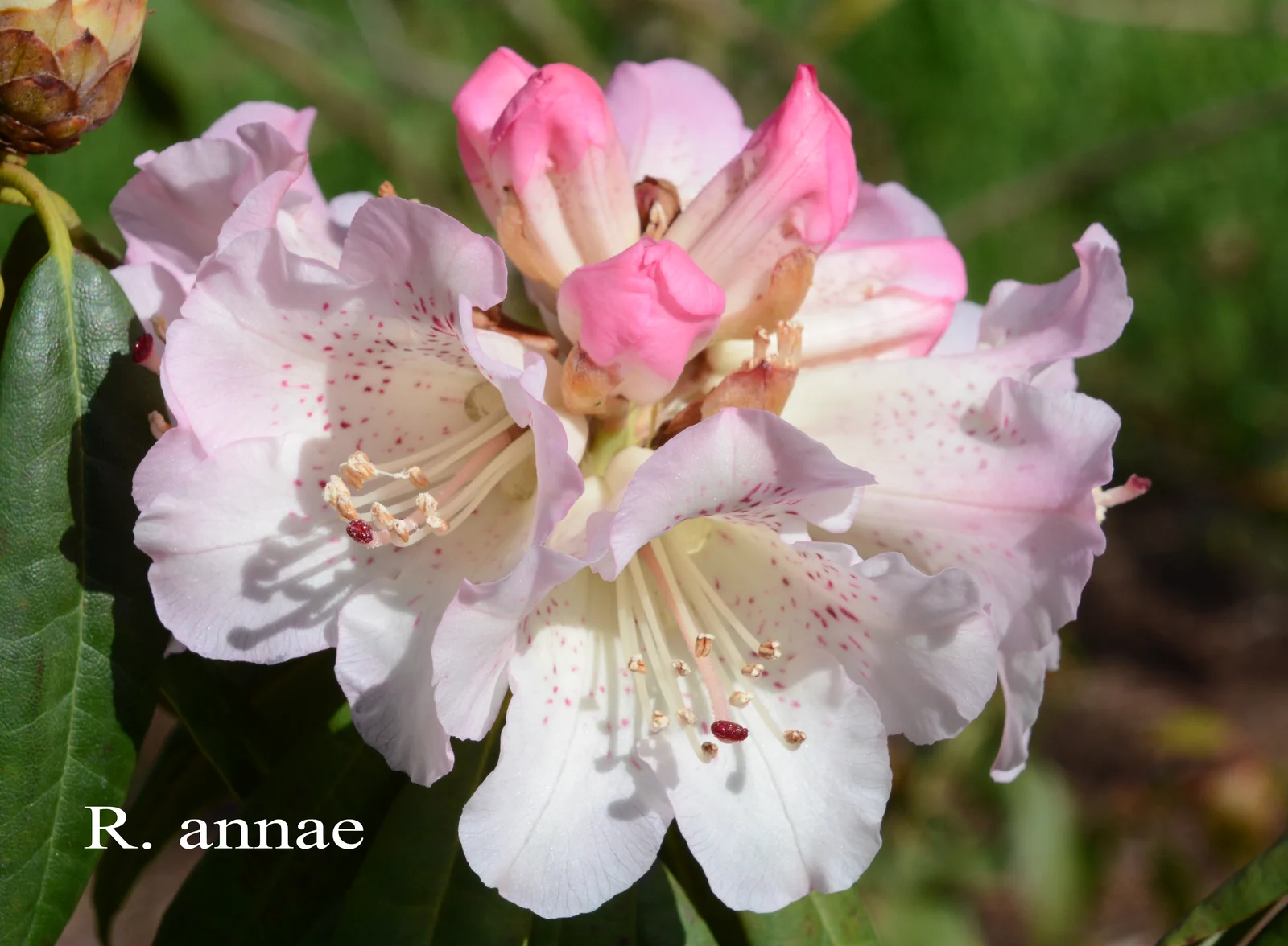 R. annae ssp annae photo of R. annae ssp annae. ?. Location: Fearing's Farm Nursery, Abbotsford, BC, Canada. Photo by: Harold Fearing
