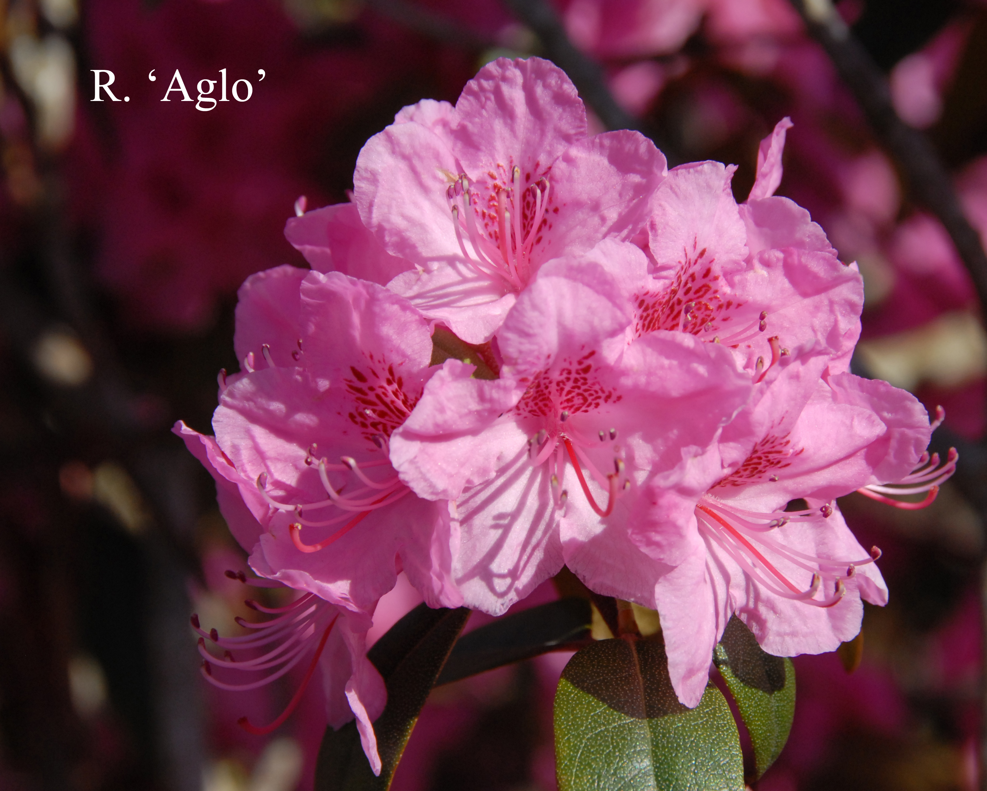 Rhododendron Weston's Aglo photo
