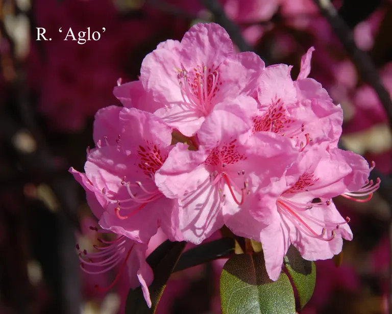 Photo of R. 'Weston's Aglo', Rhododendron Hybrid