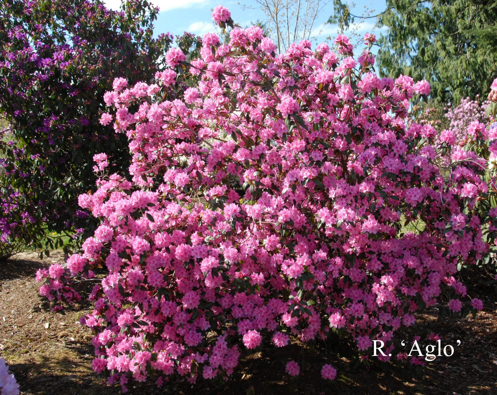 R. 'Weston's Aglo' photo of R. 'Weston's Aglo'. Location: Fearing's Farm Nursery, Abbotsford, BC, Canada. Photo by: Harold Fearing