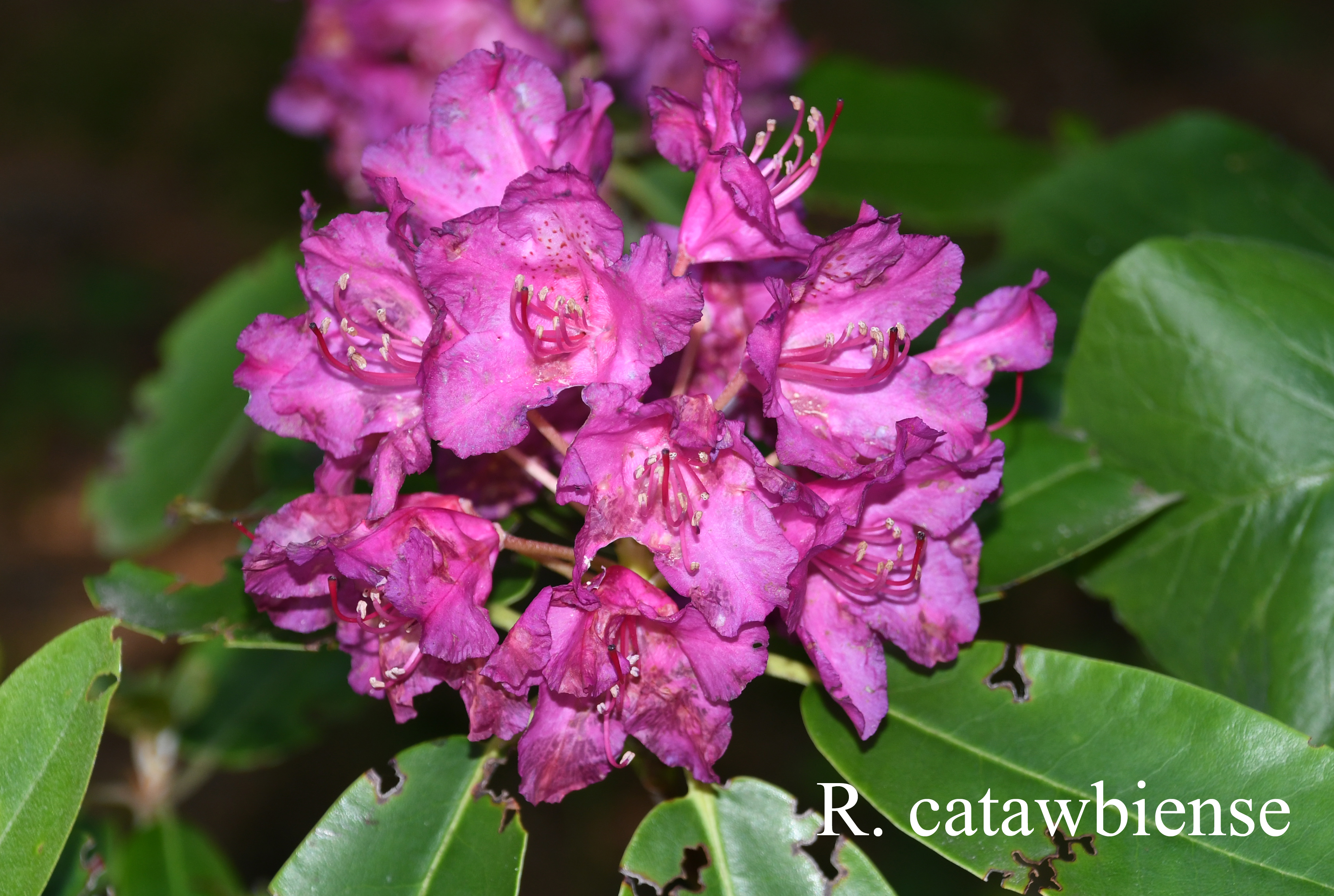 Rhododendron catawbiense photo
