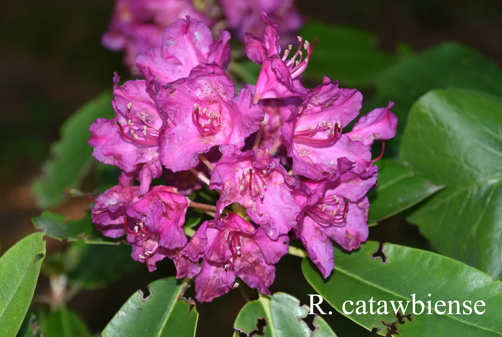 R. catawbiense photo of R. catawbiense. Location: Fearing's Farm Nursery, Abbotsford, BC, Canada. Photo by: Harold Fearing