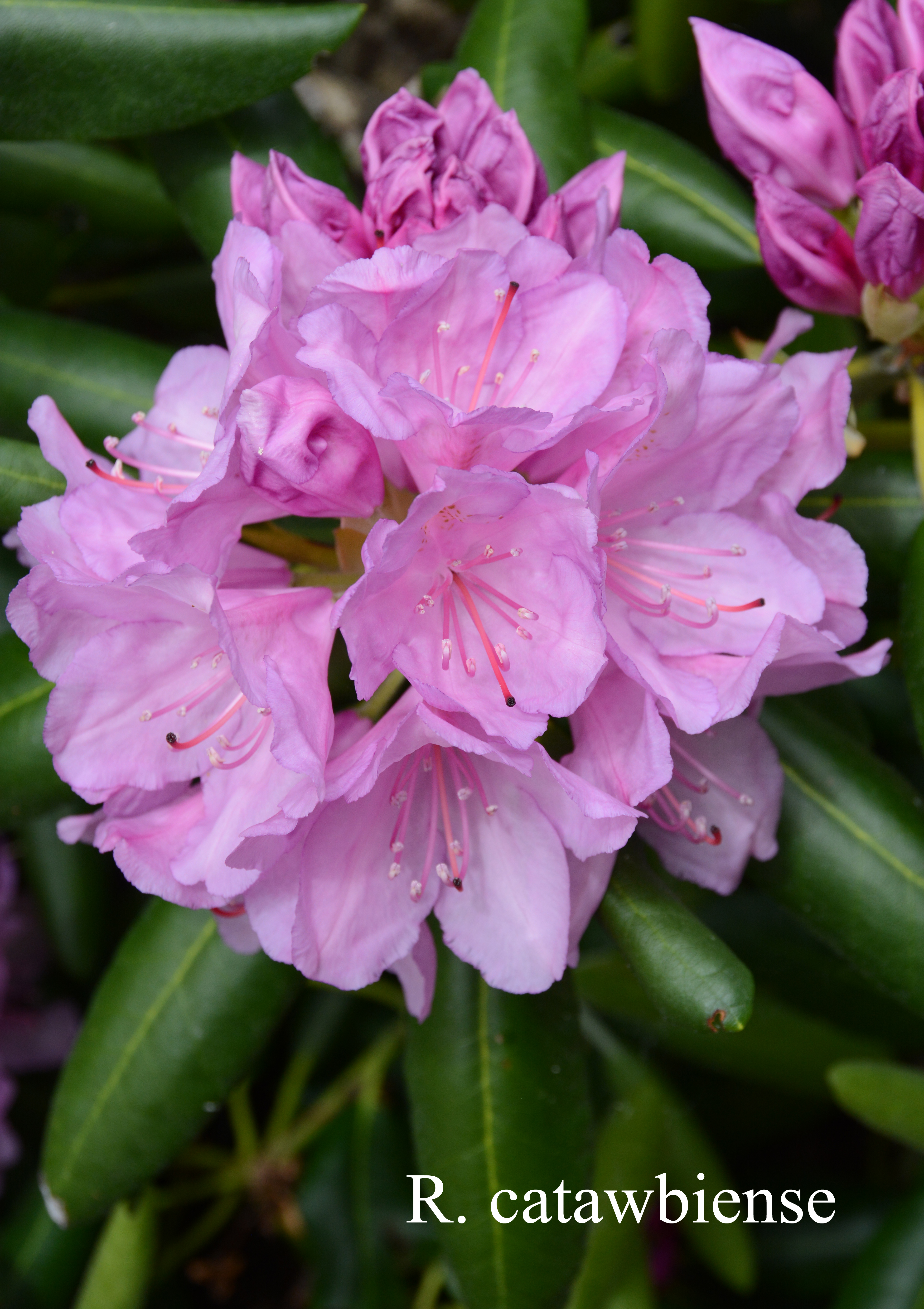 Rhododendron catawbiense photo