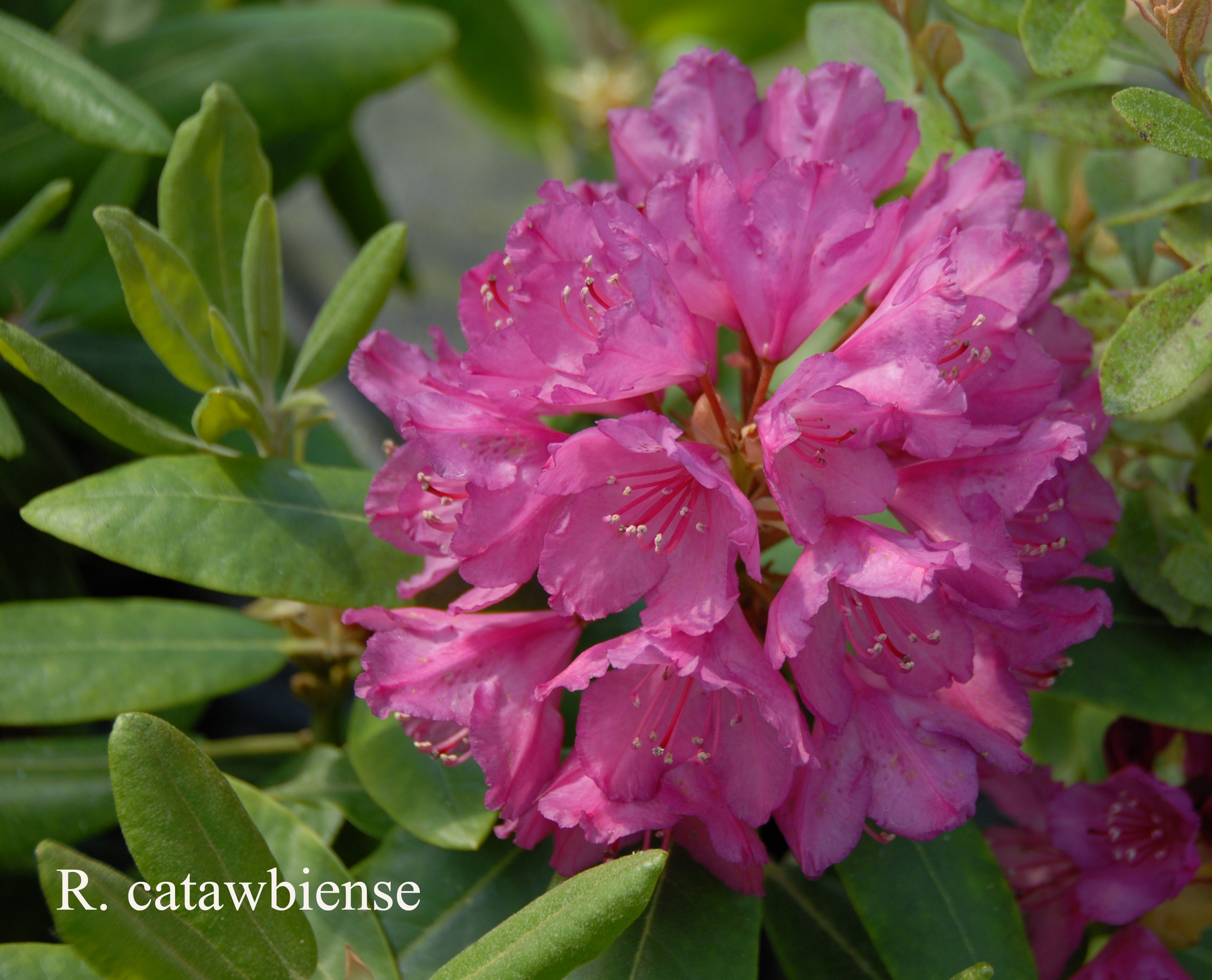 Rhododendron catawbiense photo