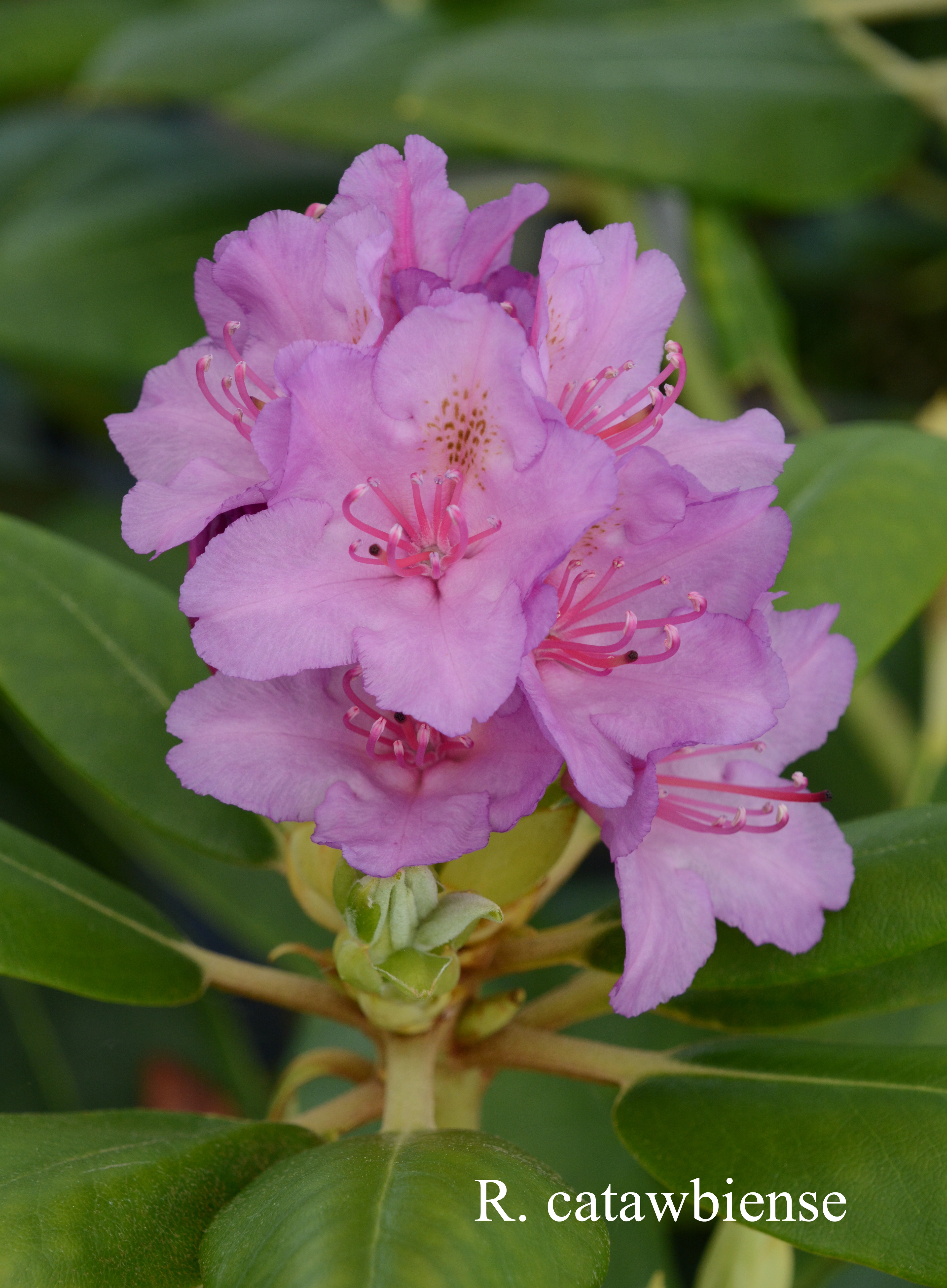 Rhododendron catawbiense photo