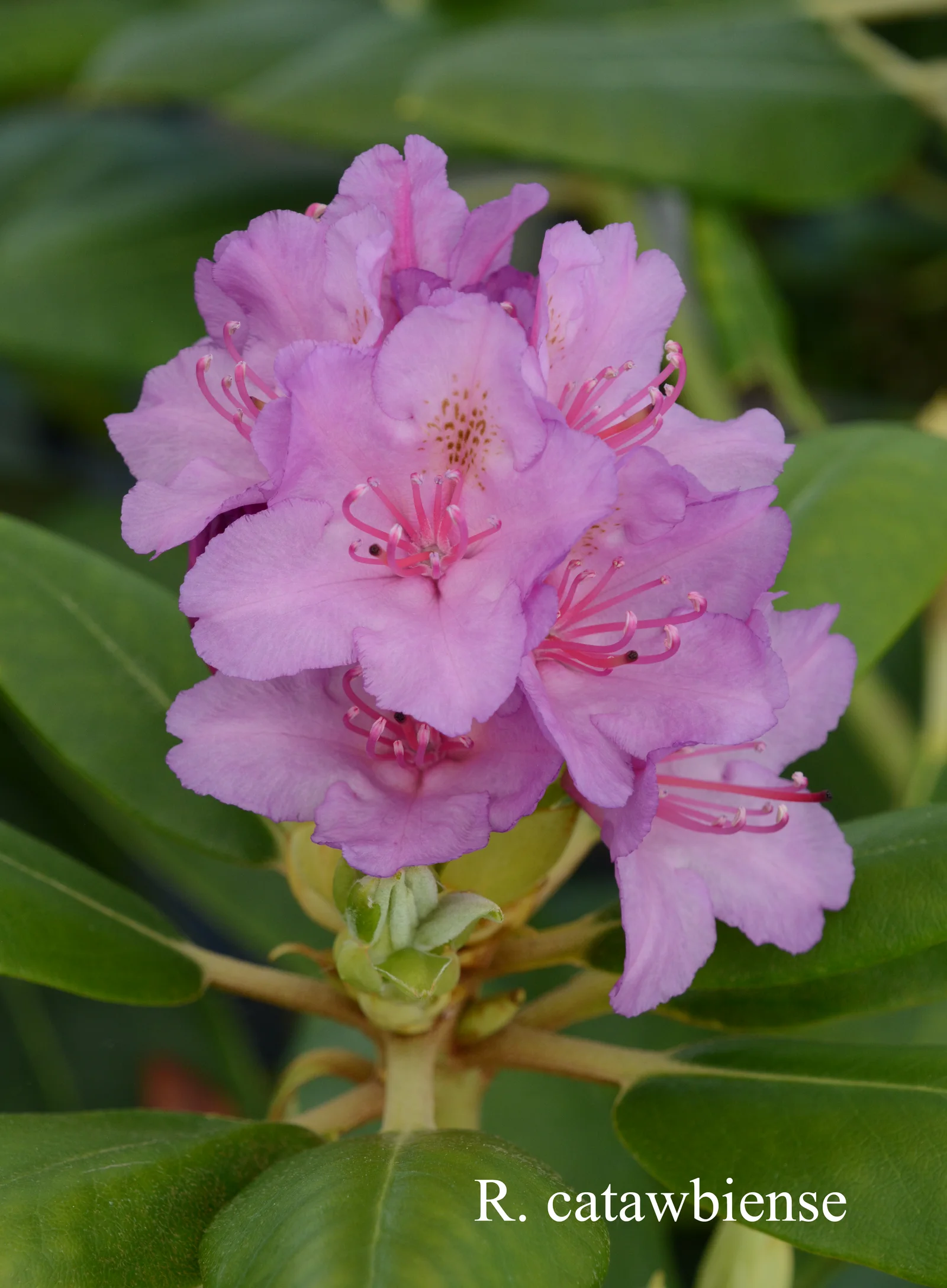 R. catawbiense photo of R. catawbiense. Location: Fearing's Farm Nursery, Abbotsford, BC, Canada. Photo by: Harold Fearing