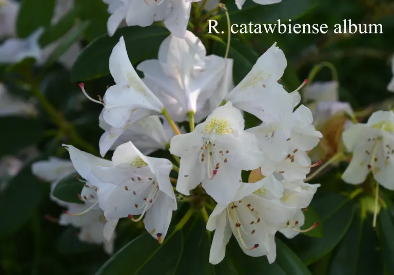 Photo of R. 'Catawbiense Album', Rhododendron Hybrid