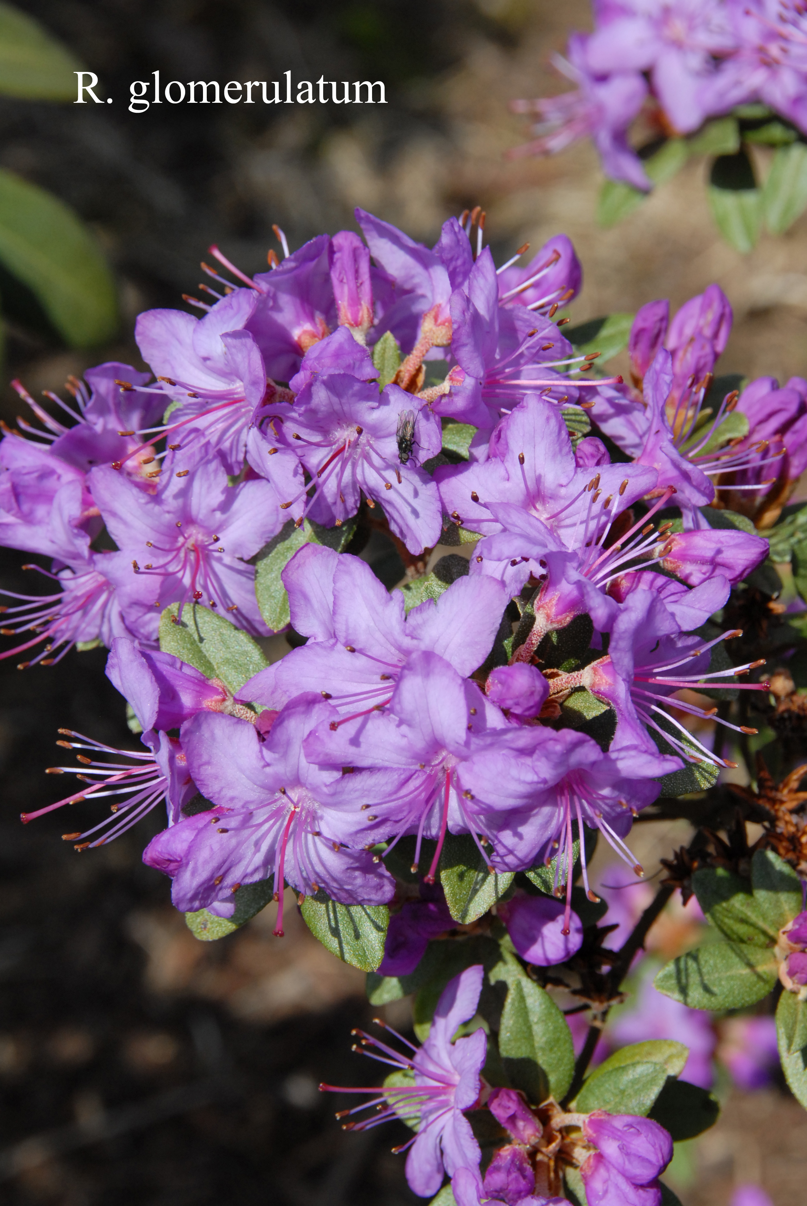 Rhododendron yungningense photo