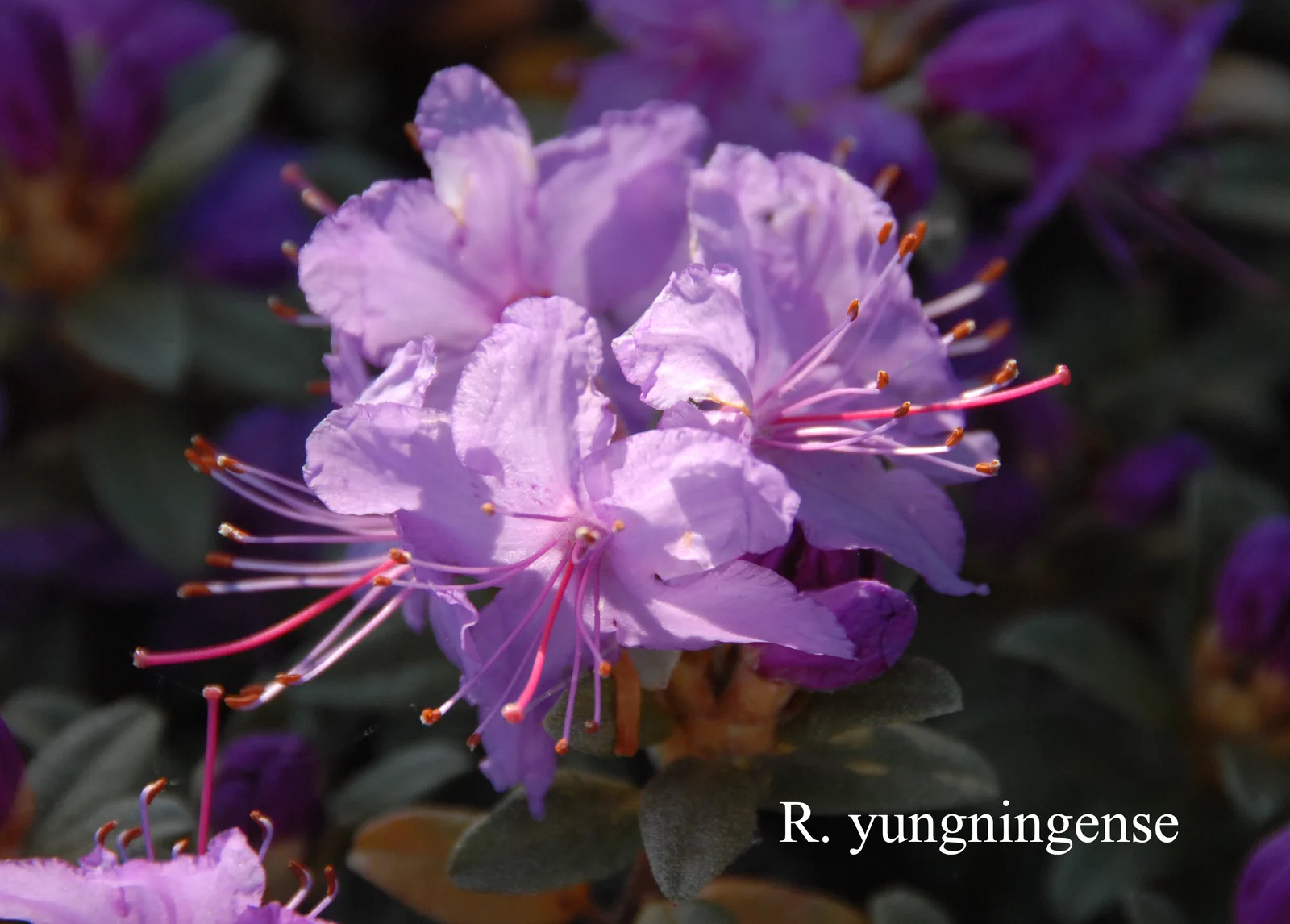 R. yungningense photo of R. yungningense. Location: Fearing's Farm Nursery, Abbotsford, BC, Canada. Photo by: Harold Fearing