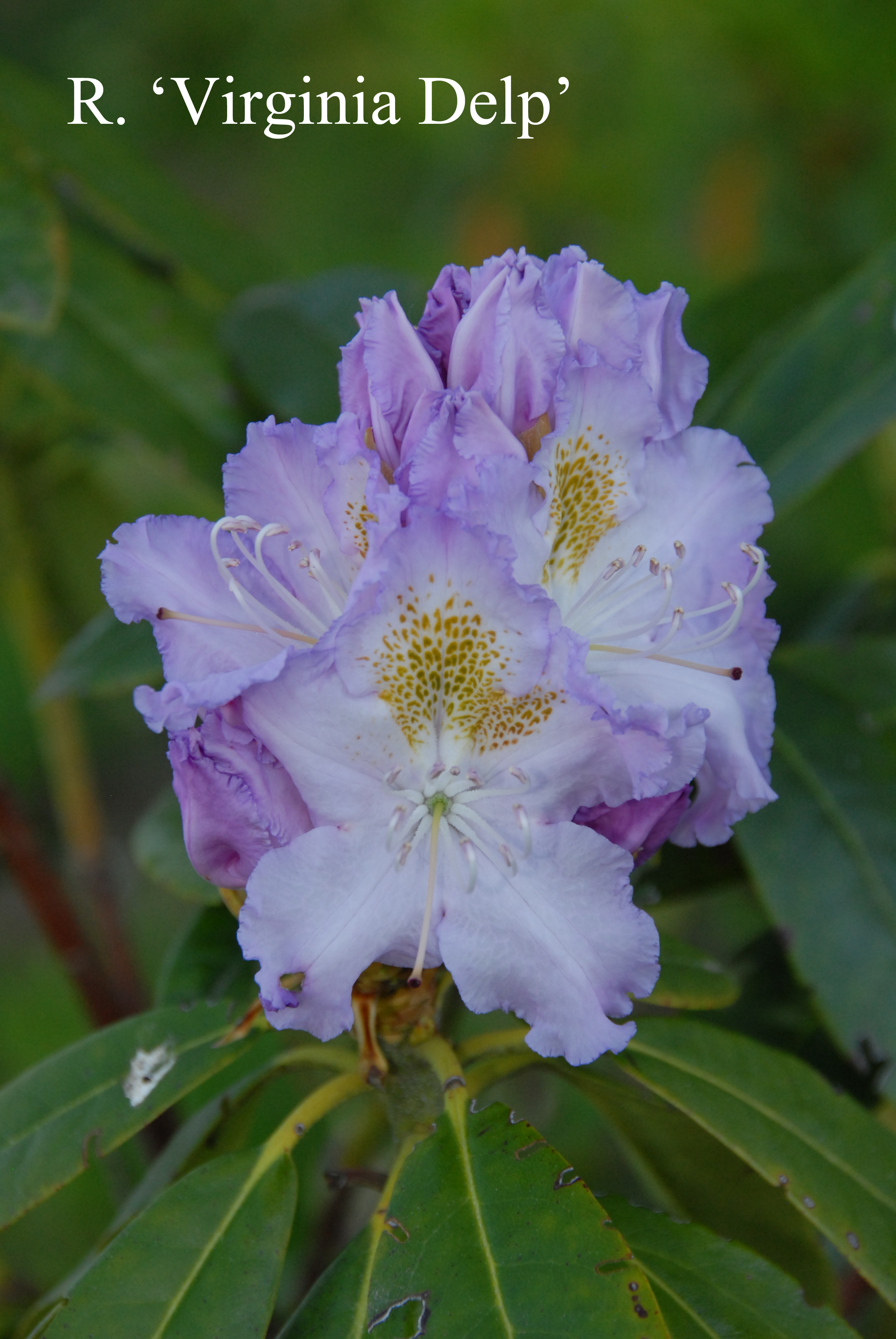 Rhododendron Virginia Delp photo