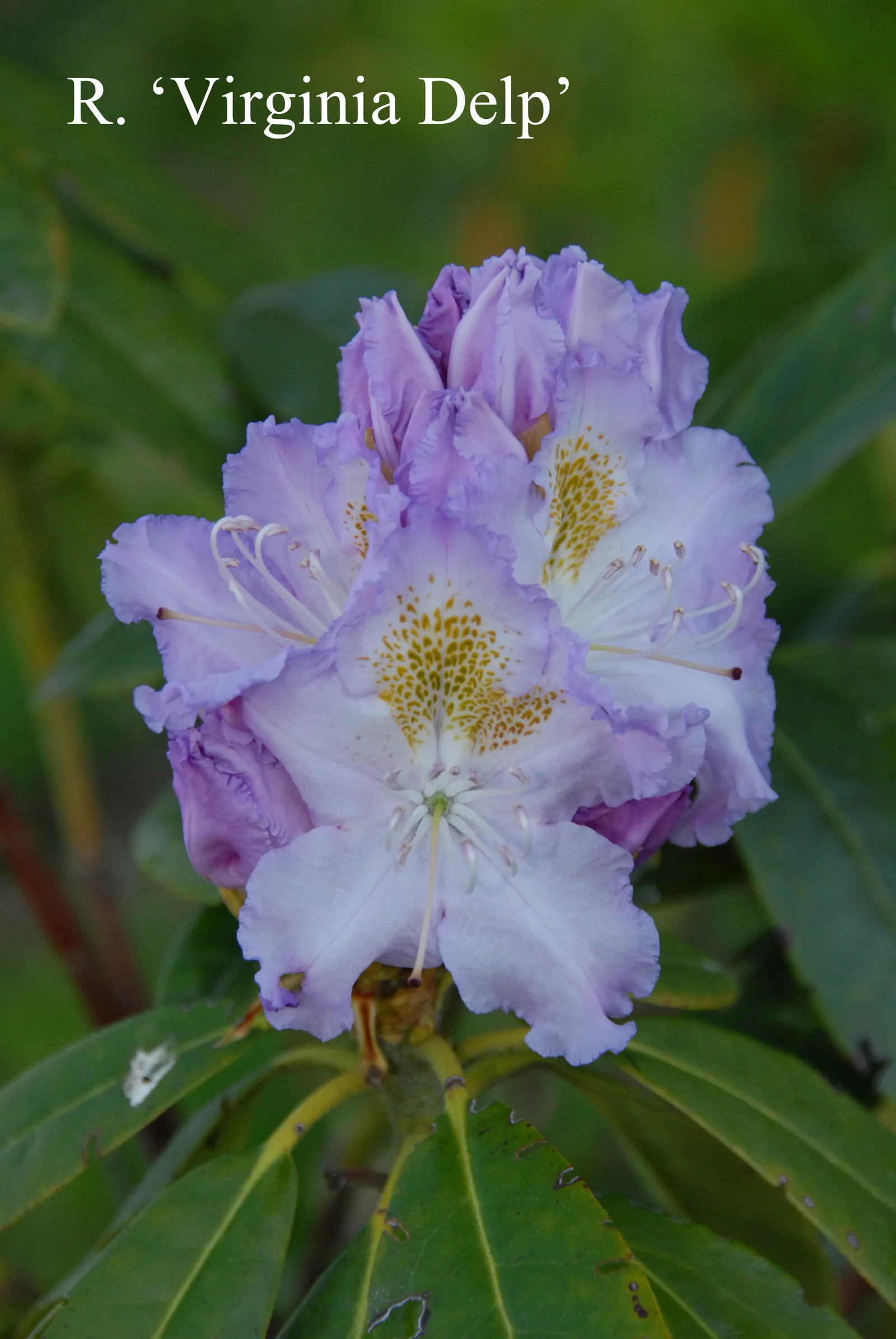 R. 'Virginia Delp' photo of R. 'Virginia Delp'. Location: Fearing's Farm Nursery, Abbotsford, BC, Canada. Photo by: Harold Fearing