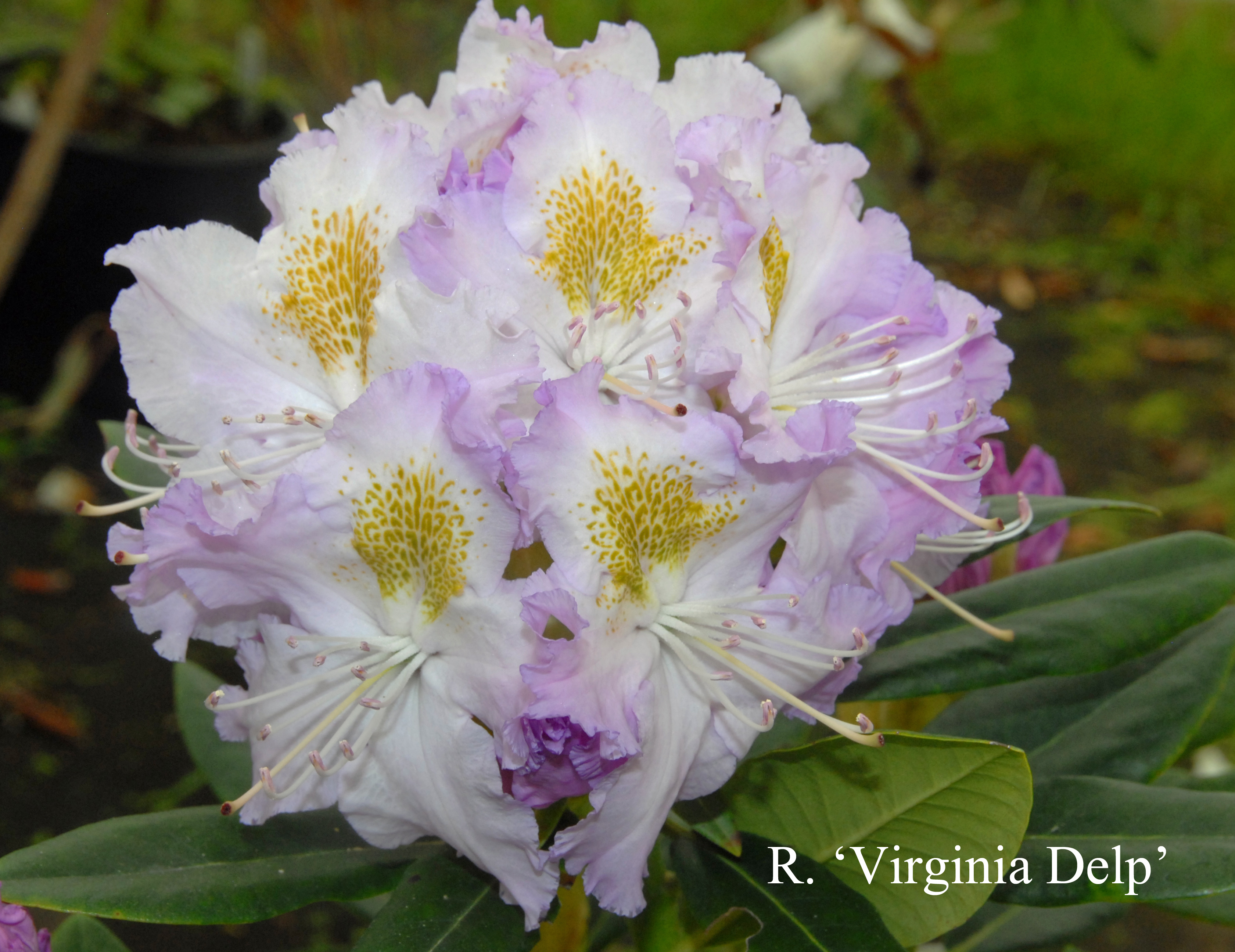 Rhododendron Virginia Delp photo
