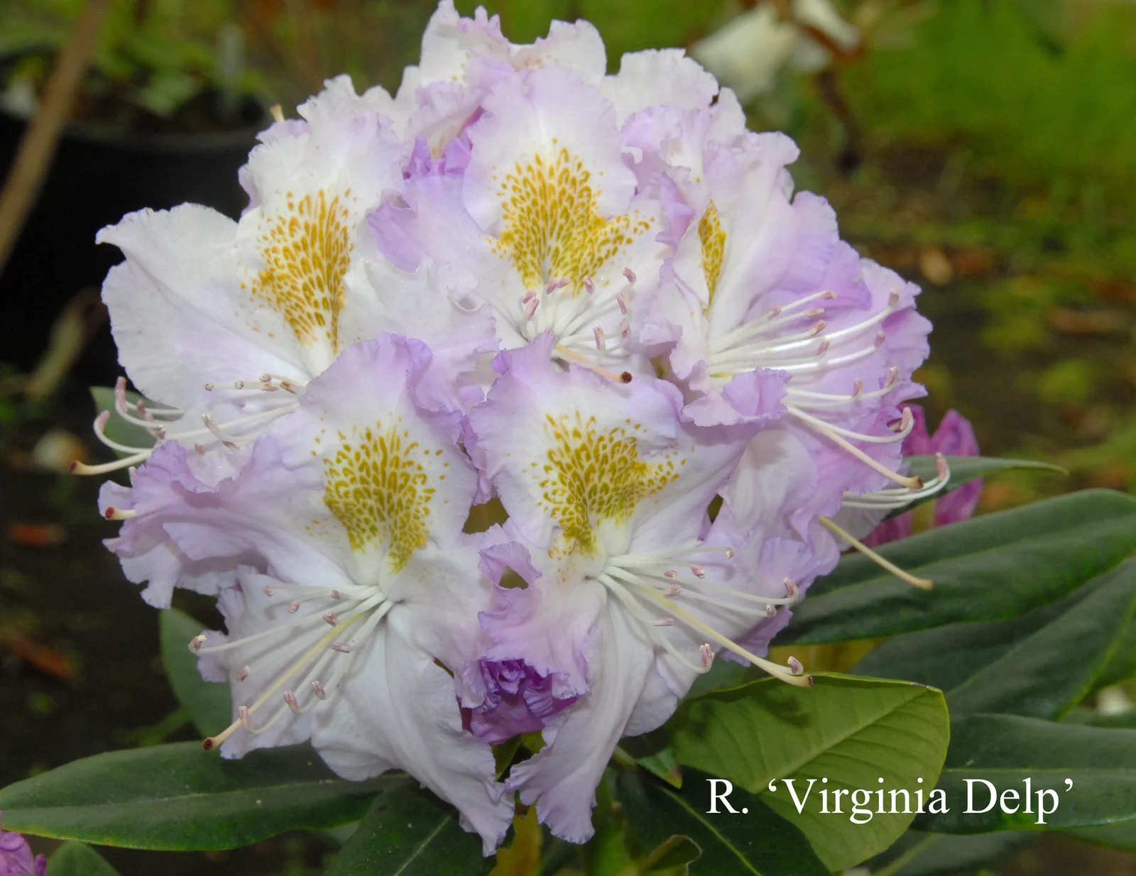 R. 'Virginia Delp' photo of R. 'Virginia Delp'. Location: Fearing's Farm Nursery, Abbotsford, BC, Canada. Photo by: Harold Fearing