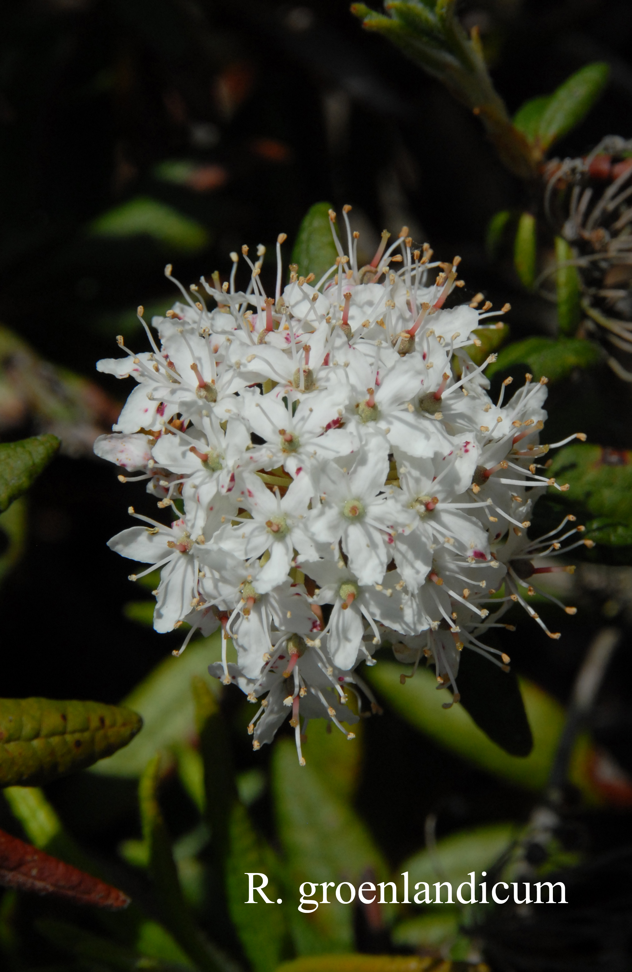 Rhododendron groenlandicum photo