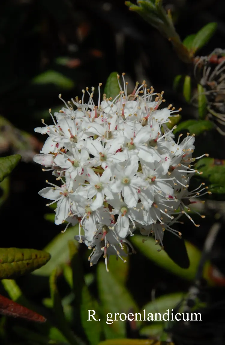 Photo of R. groenlandicum, Species