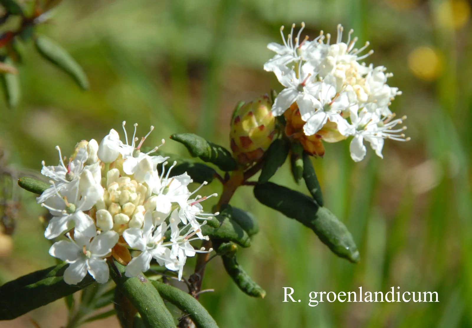 R. groenlandicum photo of R. groenlandicum. Location: Fearing's Farm Nursery, Abbotsford, BC, Canada. Photo by: Harold Fearing