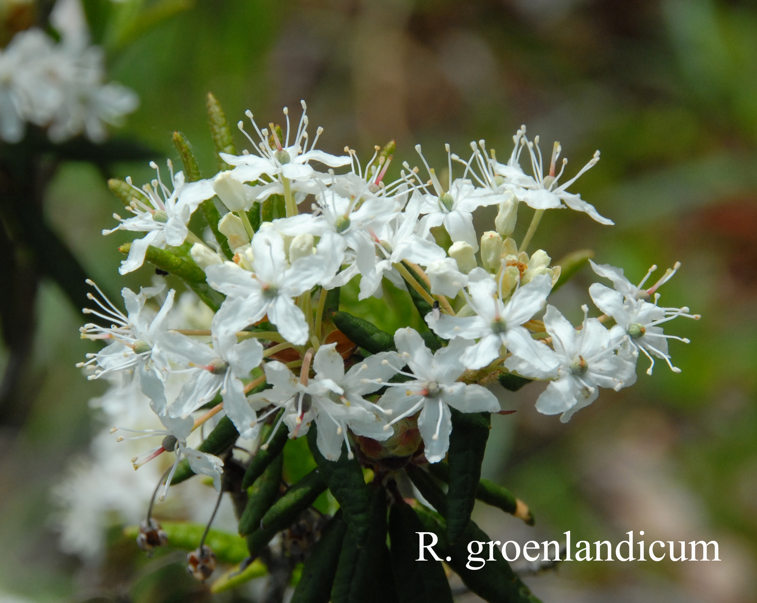 Rhododendron groenlandicum photo