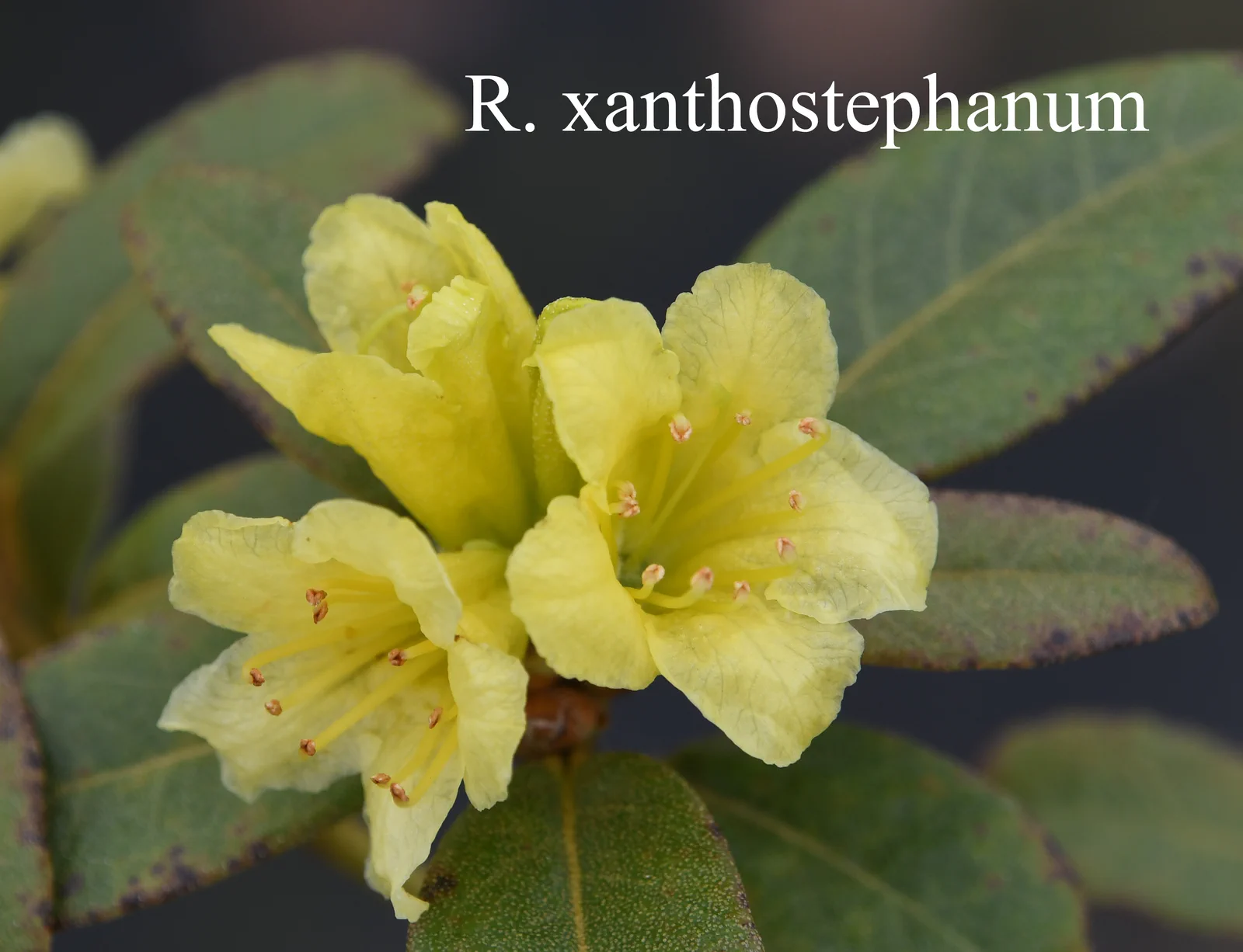R. xanthostephanum photo of R. xanthostephanum. Seed Lot: ARS-12-756 Seed Comments: J.Neilsen, JN11069 W Yunnan 2900m. Location: Fearing's Farm Nursery, Abbotsford, BC, Canada. Photo by: Harold Fearing