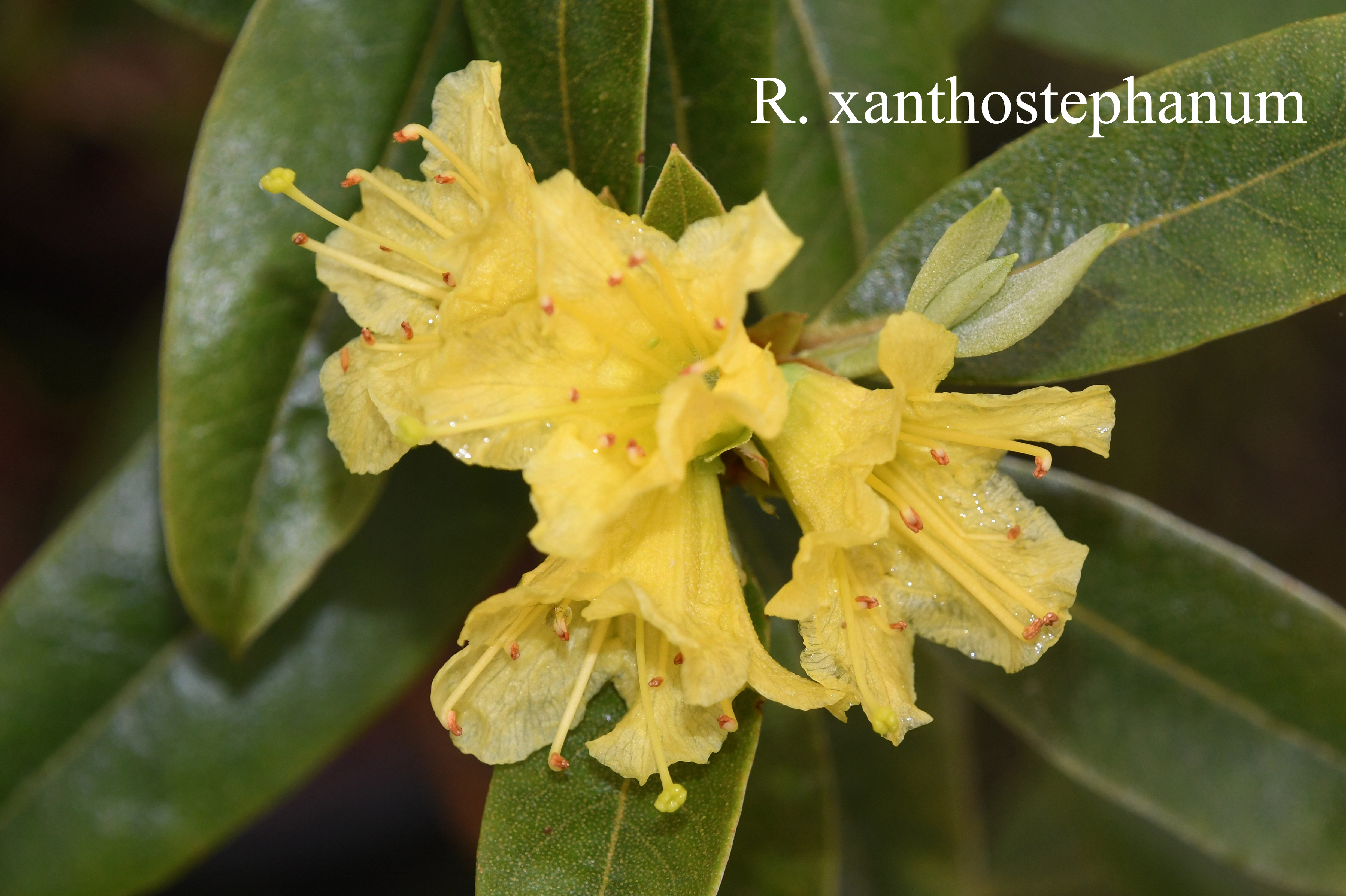 Rhododendron xanthostephanum photo