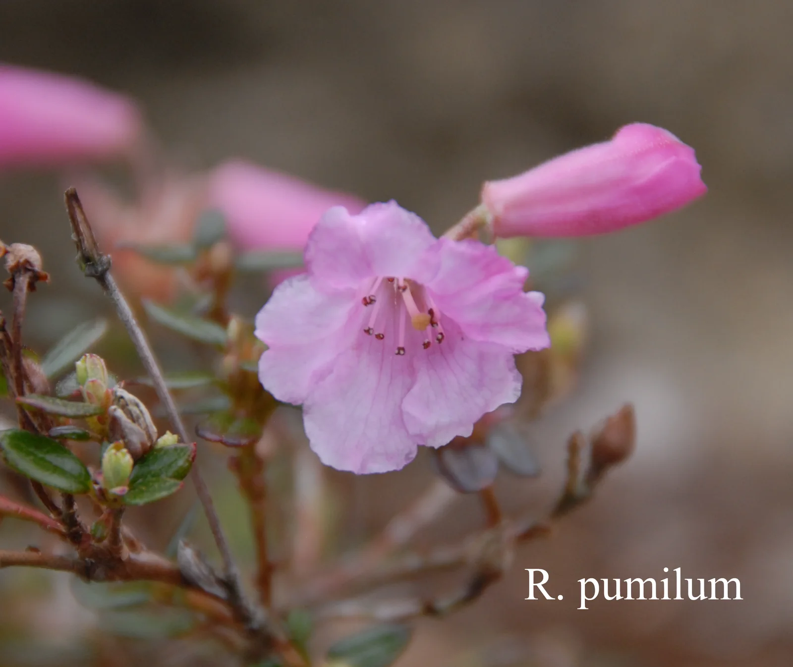 R. pumilum photo of R. pumilum. Location: Fearing's Farm Nursery, Abbotsford, BC, Canada. Photo by: Harold Fearing