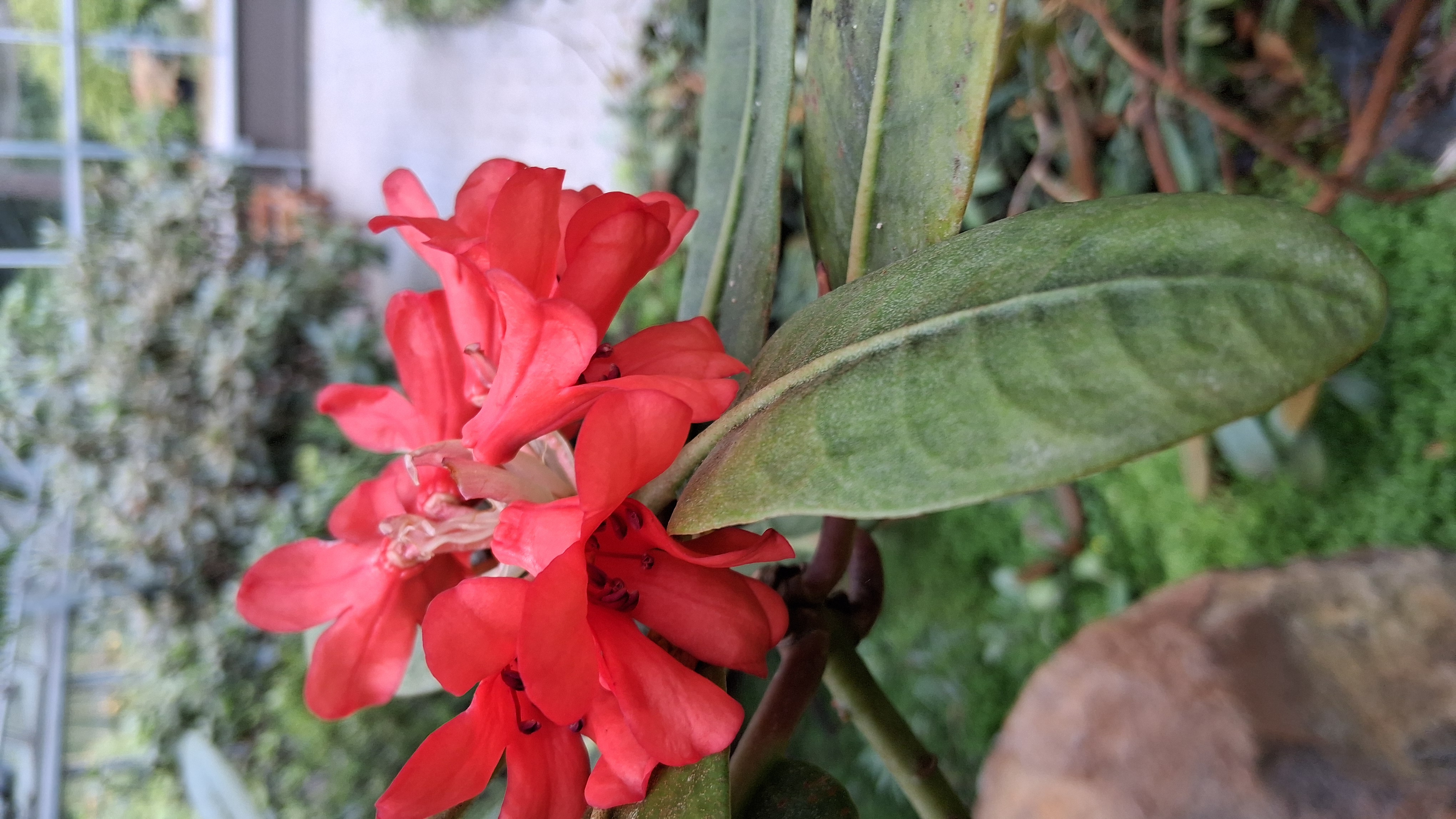 Rhododendron crassifolium var crassifolium photo