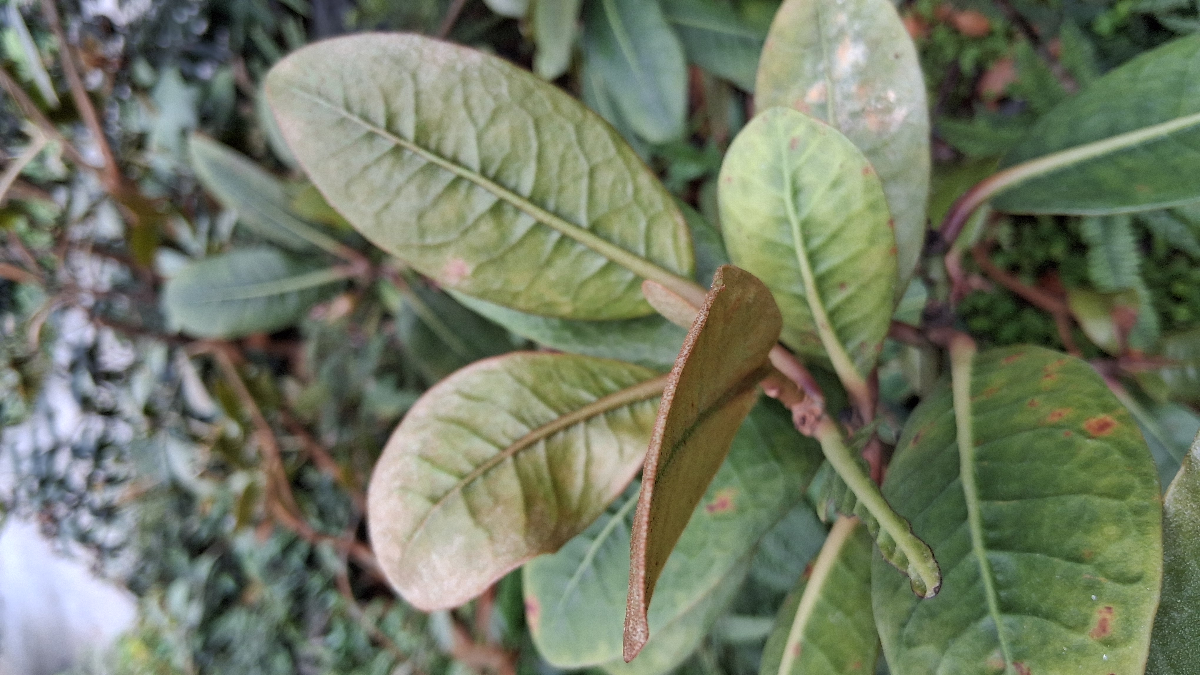 Rhododendron crassifolium var crassifolium photo