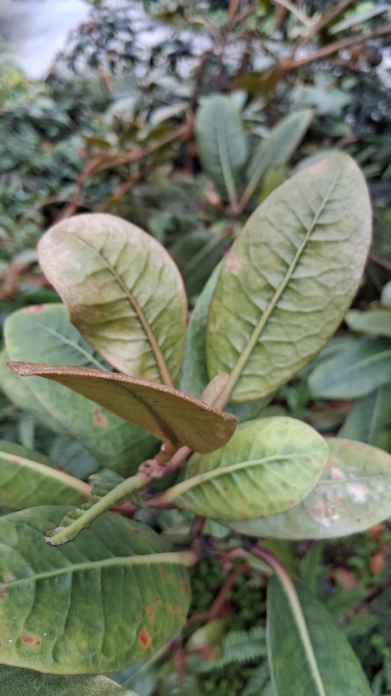 R. crassifolium var crassifolium photo of R. crassifolium var crassifolium. R. crassifolium 1987/041 (V440) leaves.. Location: Rhododendron Species Botanical Garden. Photo by: Thatrhodylady