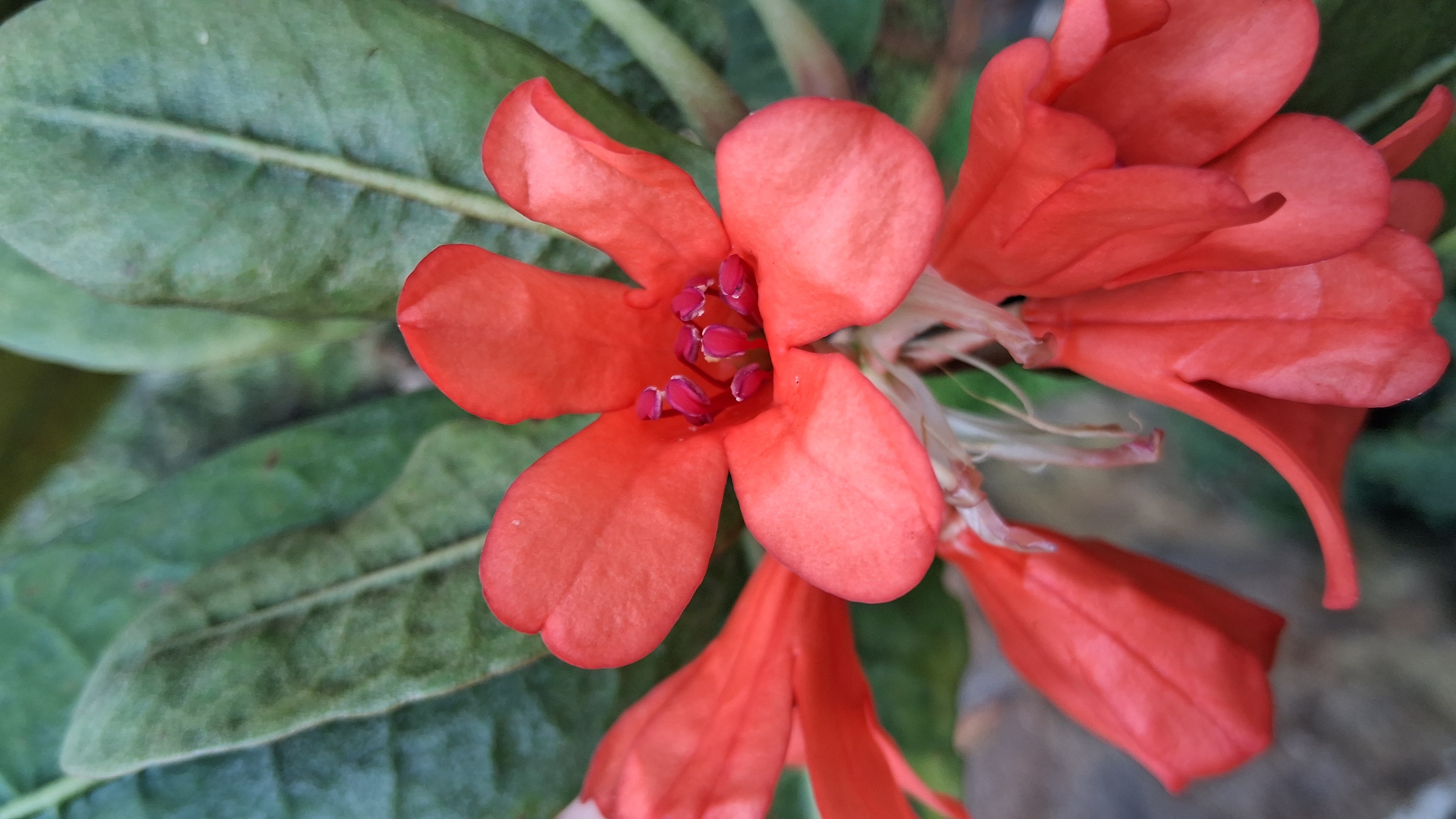 Rhododendron crassifolium var crassifolium photo