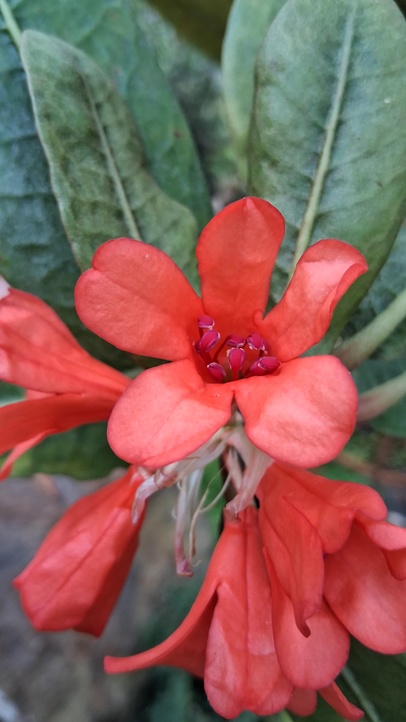 R. crassifolium var crassifolium photo of R. crassifolium var crassifolium. R. crassifolium 1987/041 (V440) flower and pink stamen.. Location: Rhododendron Species Botanical Garden. Photo by: Thatrhodylady