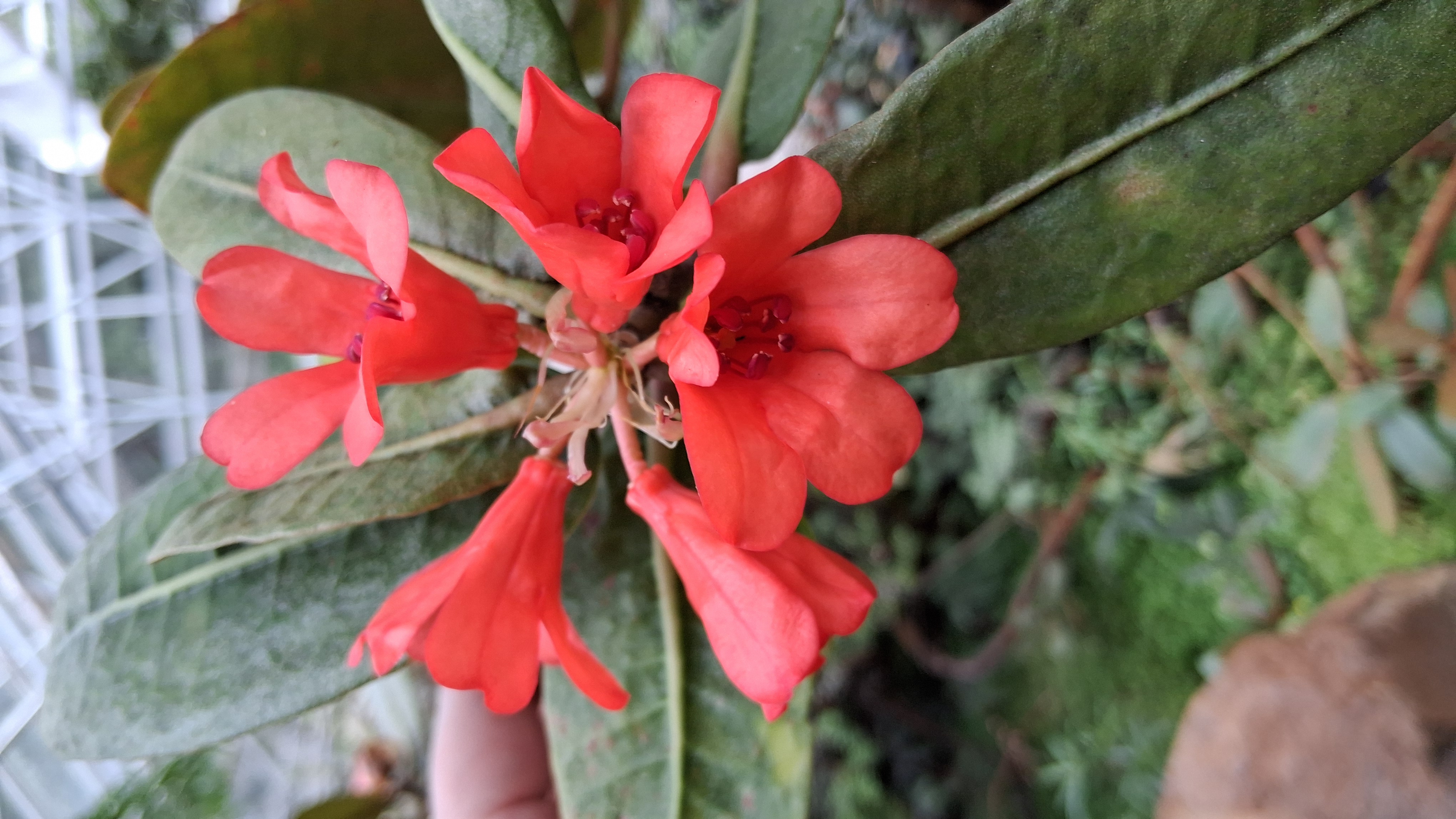 Rhododendron crassifolium var crassifolium photo