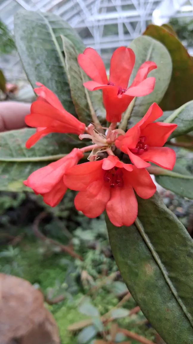 Photo of R. crassifolium var crassifolium, Species
