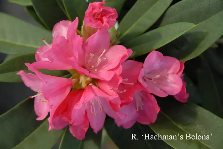 Photo of R. 'Hachmann's Belona', Rhododendron Hybrid