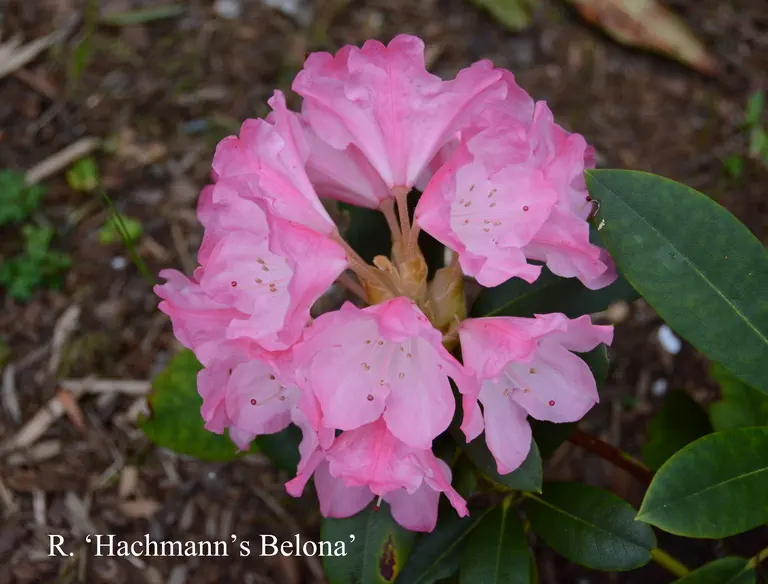 Photo of R. 'Hachmann's Belona', Rhododendron Hybrid