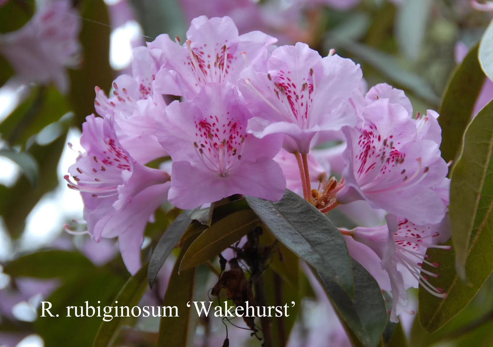 R. rubiginosum 'Wakehurst' photo of R. rubiginosum 'Wakehurst'. Location: Fearing's Farm Nursery, Abbotsford, BC, Canada. Photo by: Harold Fearing