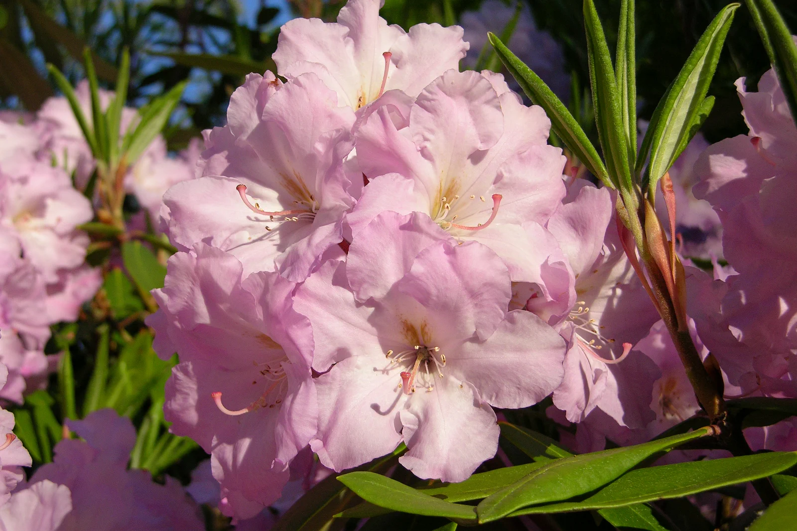 R. 'Bellefontaine' photo of R. 'Bellefontaine'. Note 'Bellefontaine' is distinguised from its sibling 'Evangeline' by its red stigma.. Location: Halifax, Nova Scotia. Photo by: John Weagle