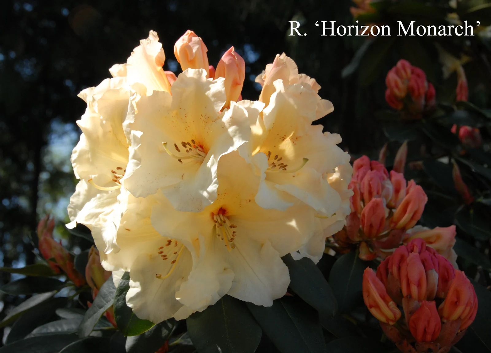 R. 'Horizon Monarch' photo of R. 'Horizon Monarch'. Location: Fearing's Farm Nursery, Abbotsford, BC, Canada. Photo by: Harold Fearing
