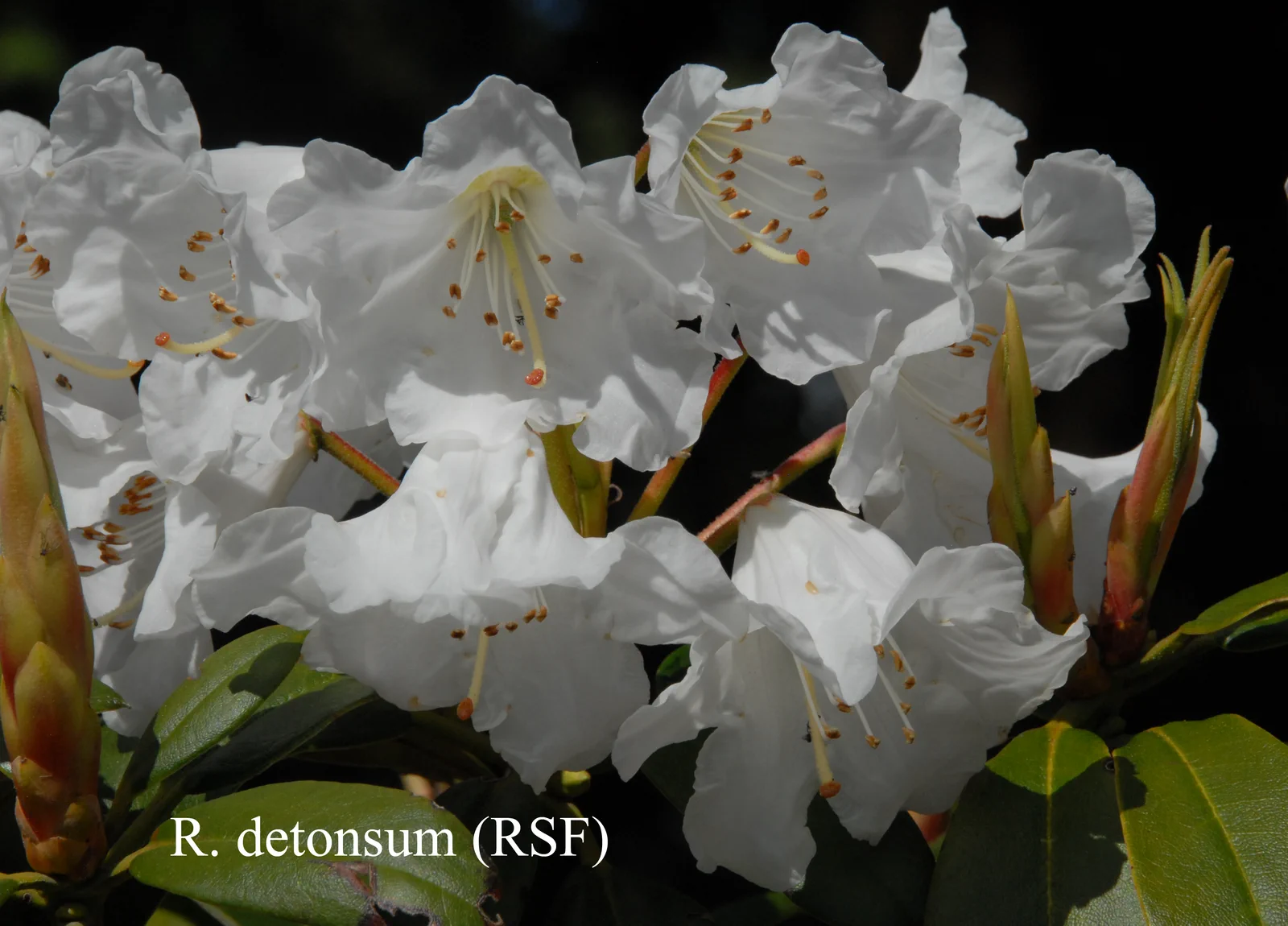 R. detonsum photo of R. detonsum. RSF. Location: Fearing's Farm Nursery, Abbotsford, BC, Canada. Photo by: Harold Fearing