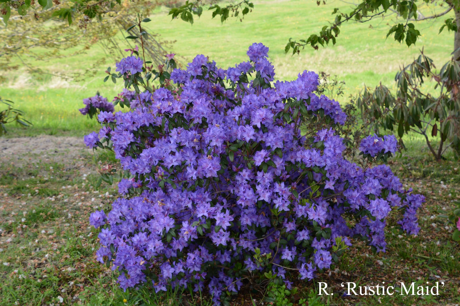 R. 'Rustic Maid Group' photo of R. 'Rustic Maid Group'. Location: Fearing's Farm Nursery, Abbotsford, BC, Canada. Photo by: Harold Fearing