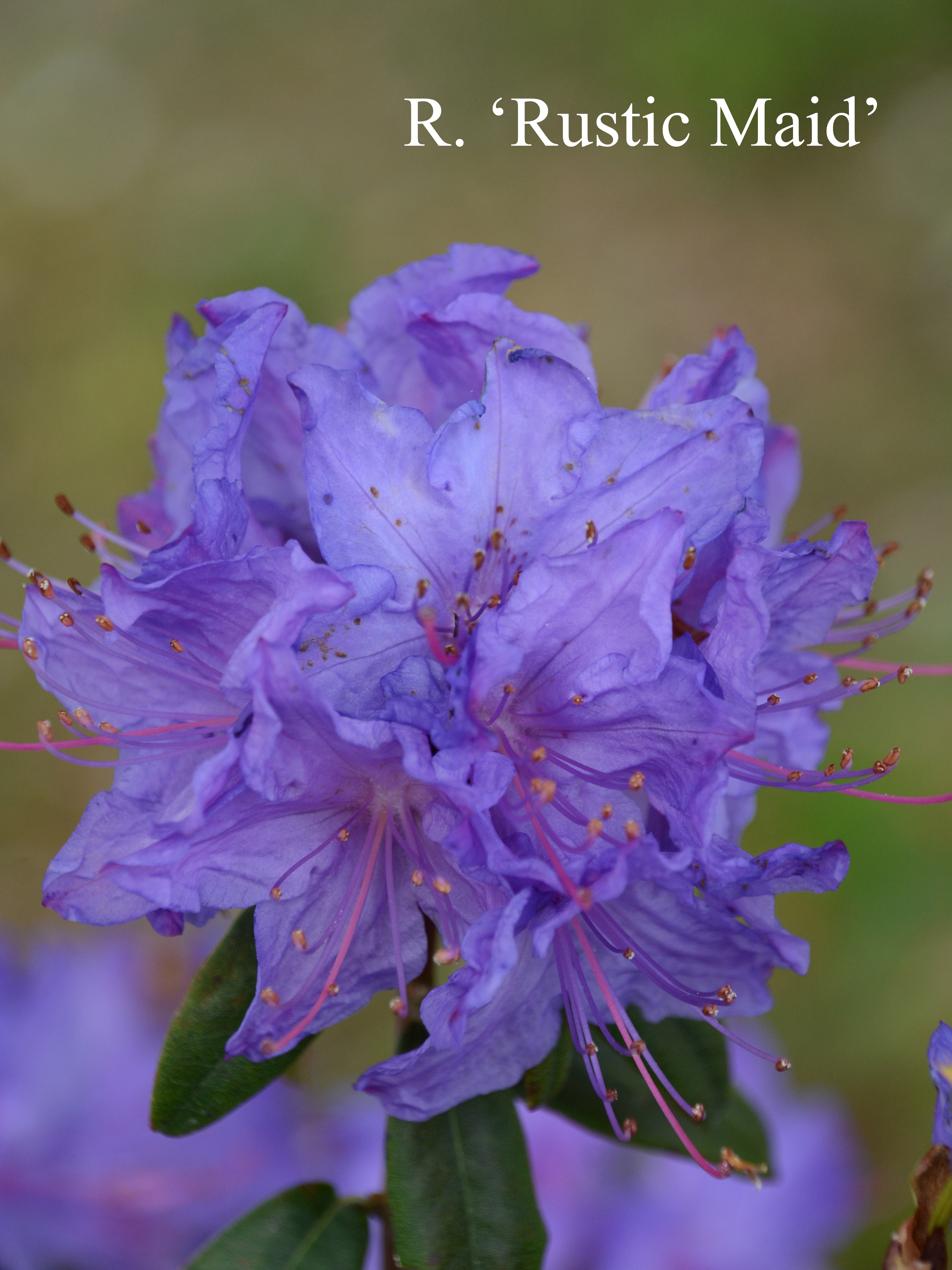 Rhododendron Rustic Maid Group photo