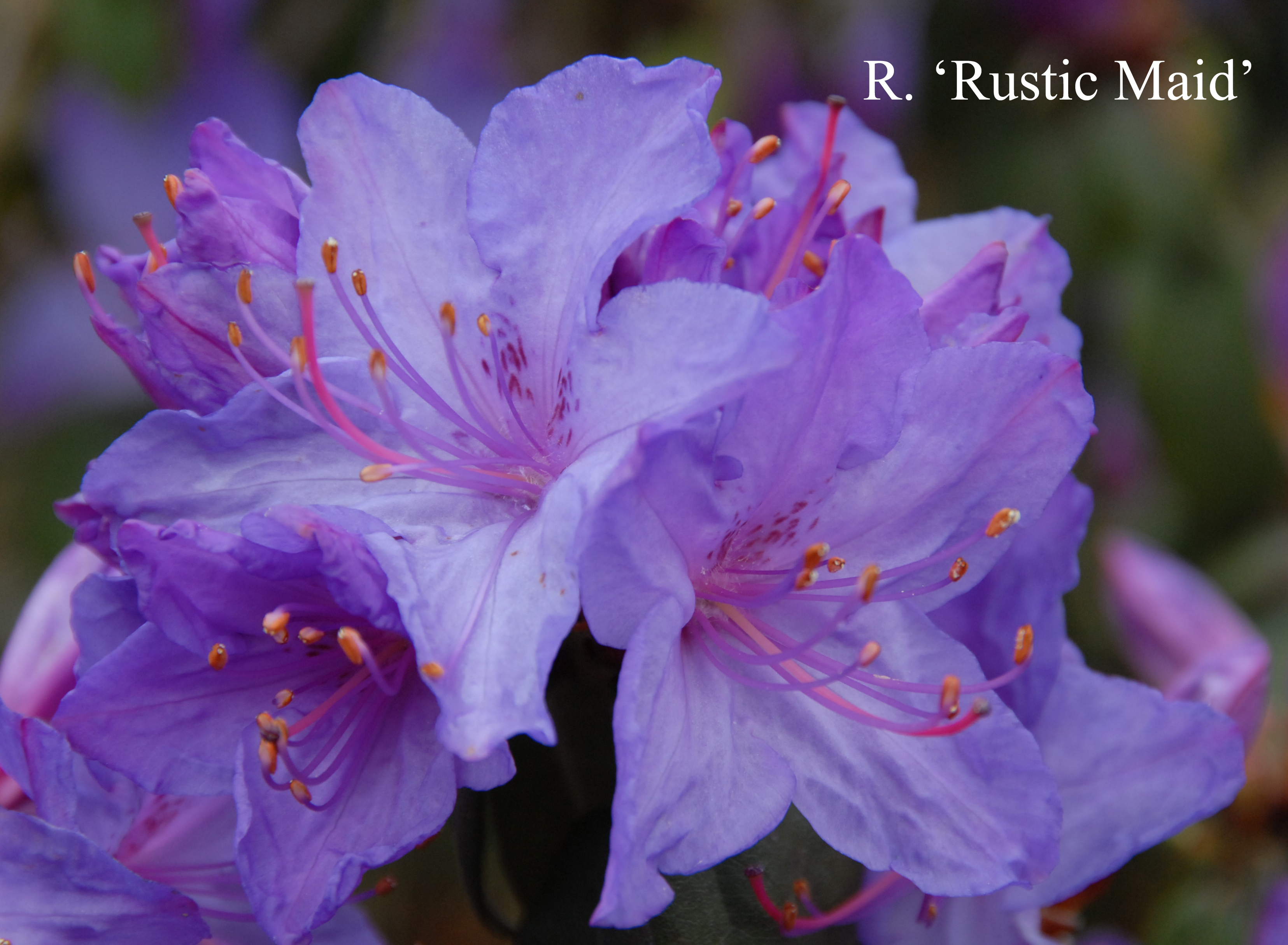 Rhododendron Rustic Maid Group photo