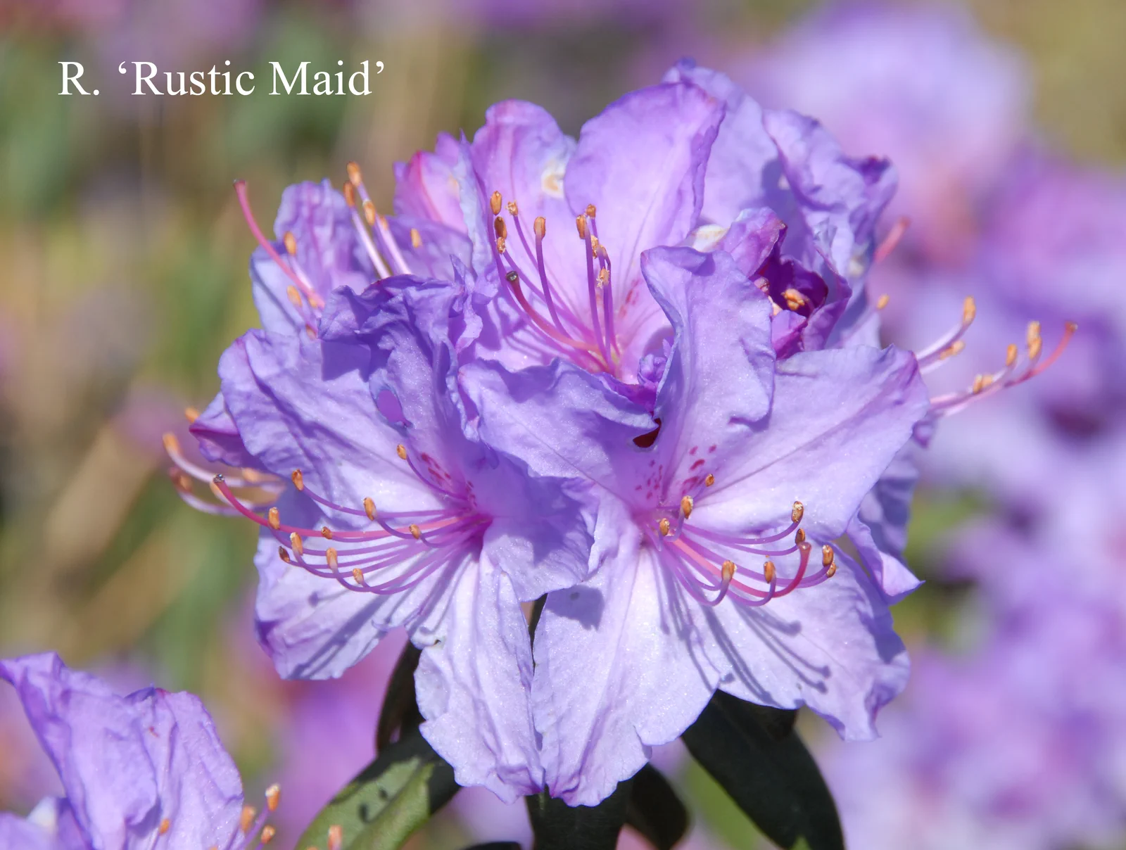 R. 'Rustic Maid Group' photo of R. 'Rustic Maid Group'. Location: Fearing's Farm Nursery, Abbotsford, BC, Canada. Photo by: Harold Fearing